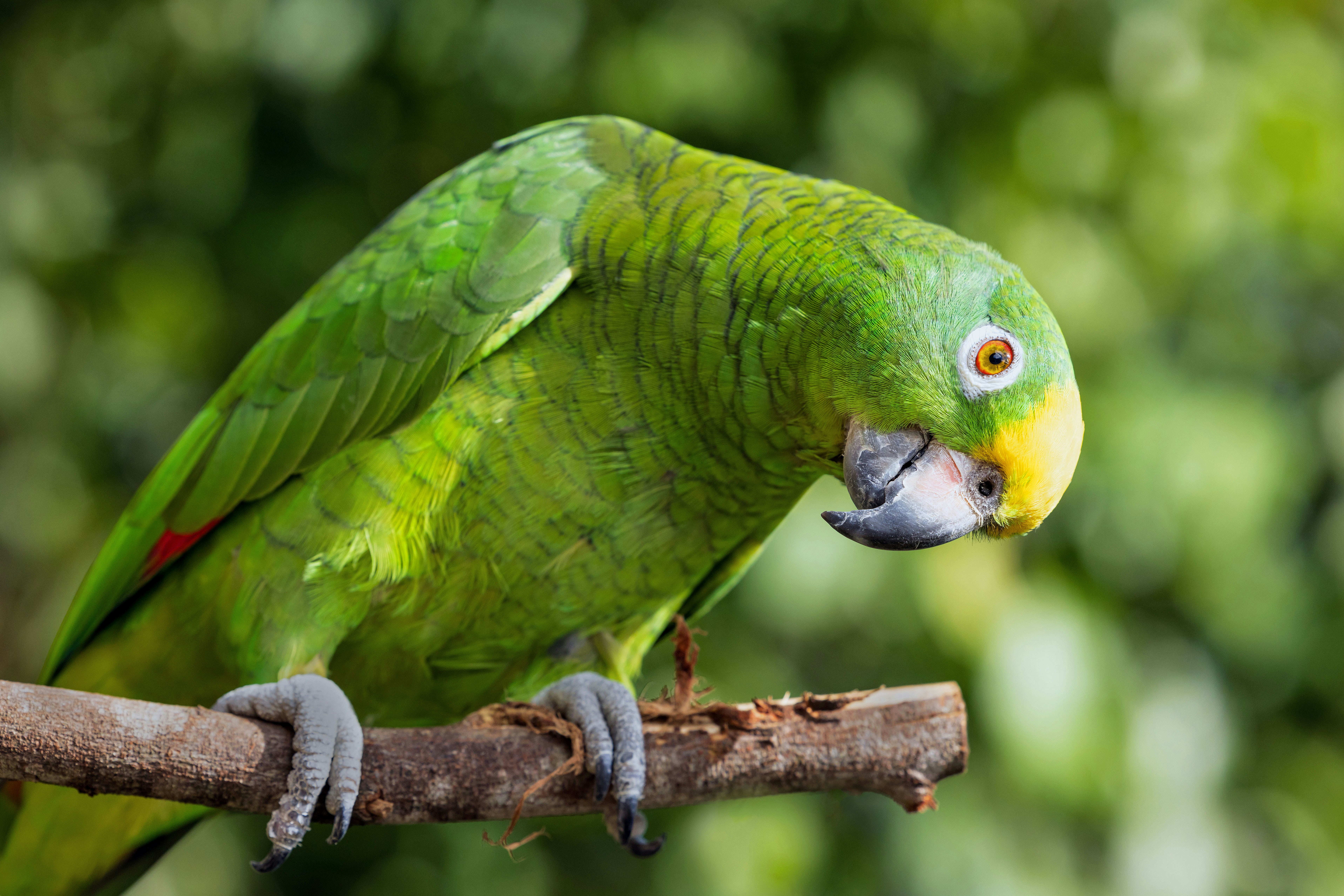 Buy Amazona genus in Amazon Parrot (Blue-Fronted / Yellow-Naped), Lahaul And Spiti - For Sale