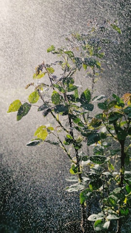 Rain falls on a leafy plant.