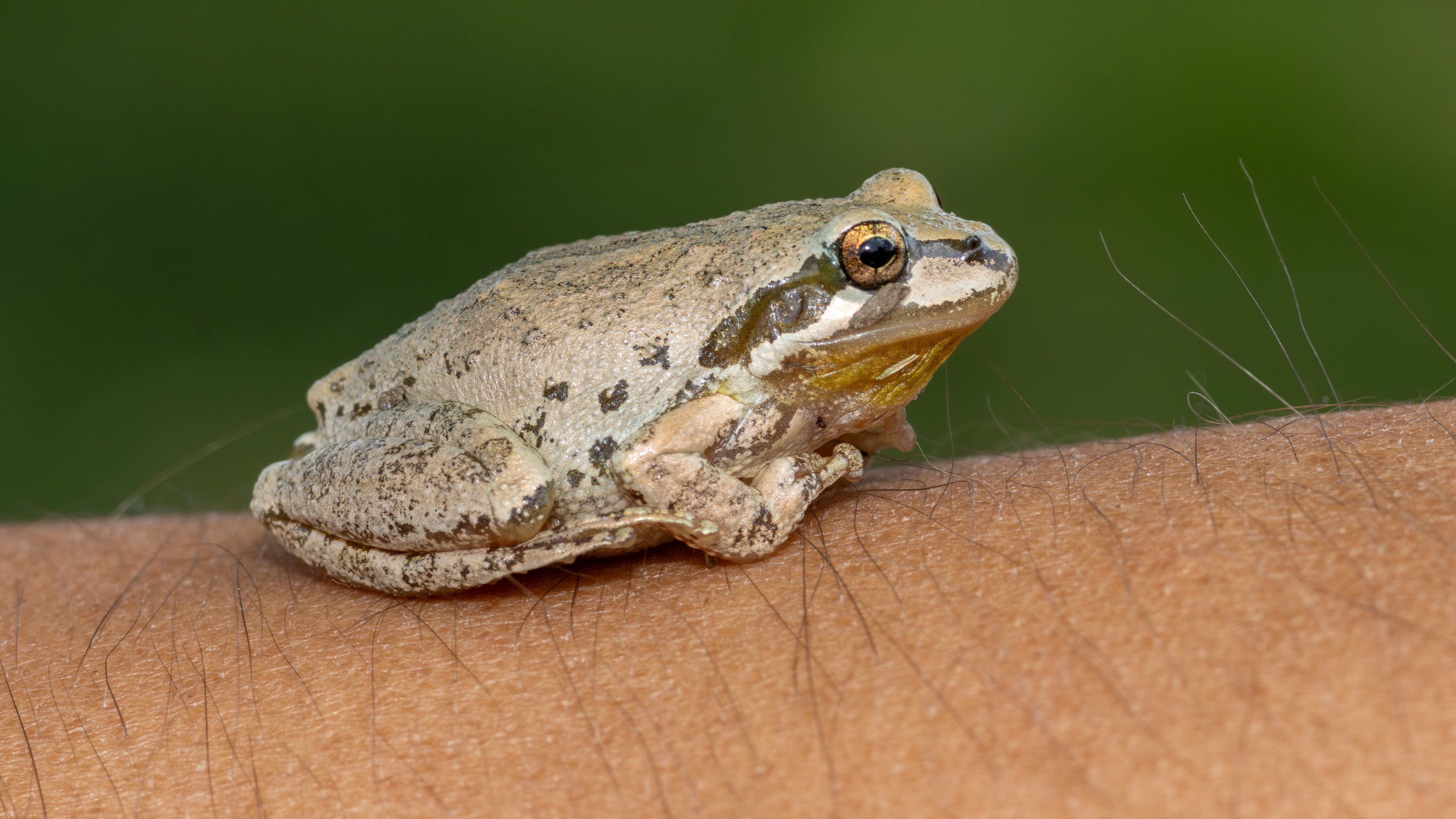 Ein Frosch sitzt auf dem Arm einer Person.