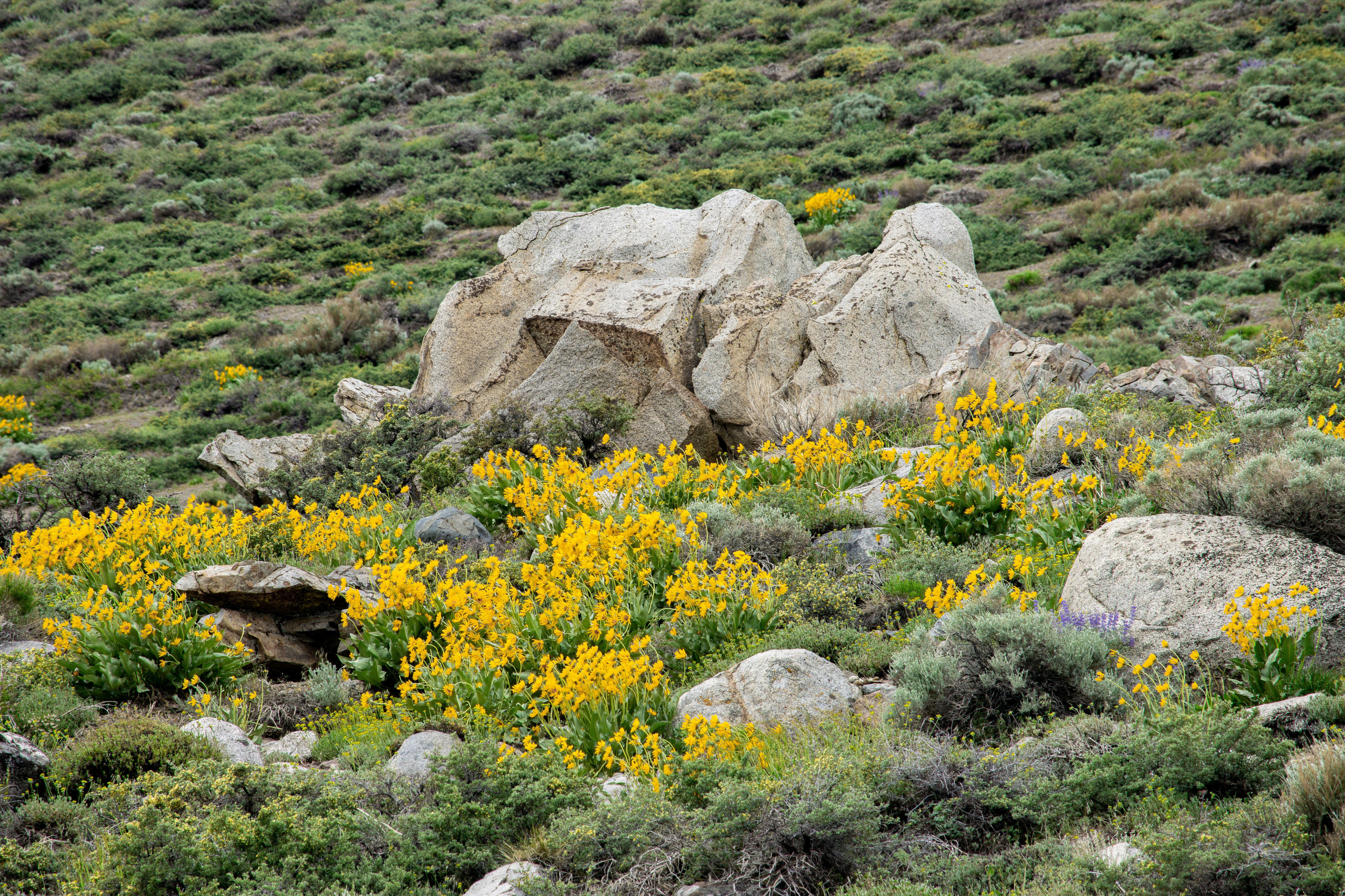 Image by Ross Stone via Unsplash