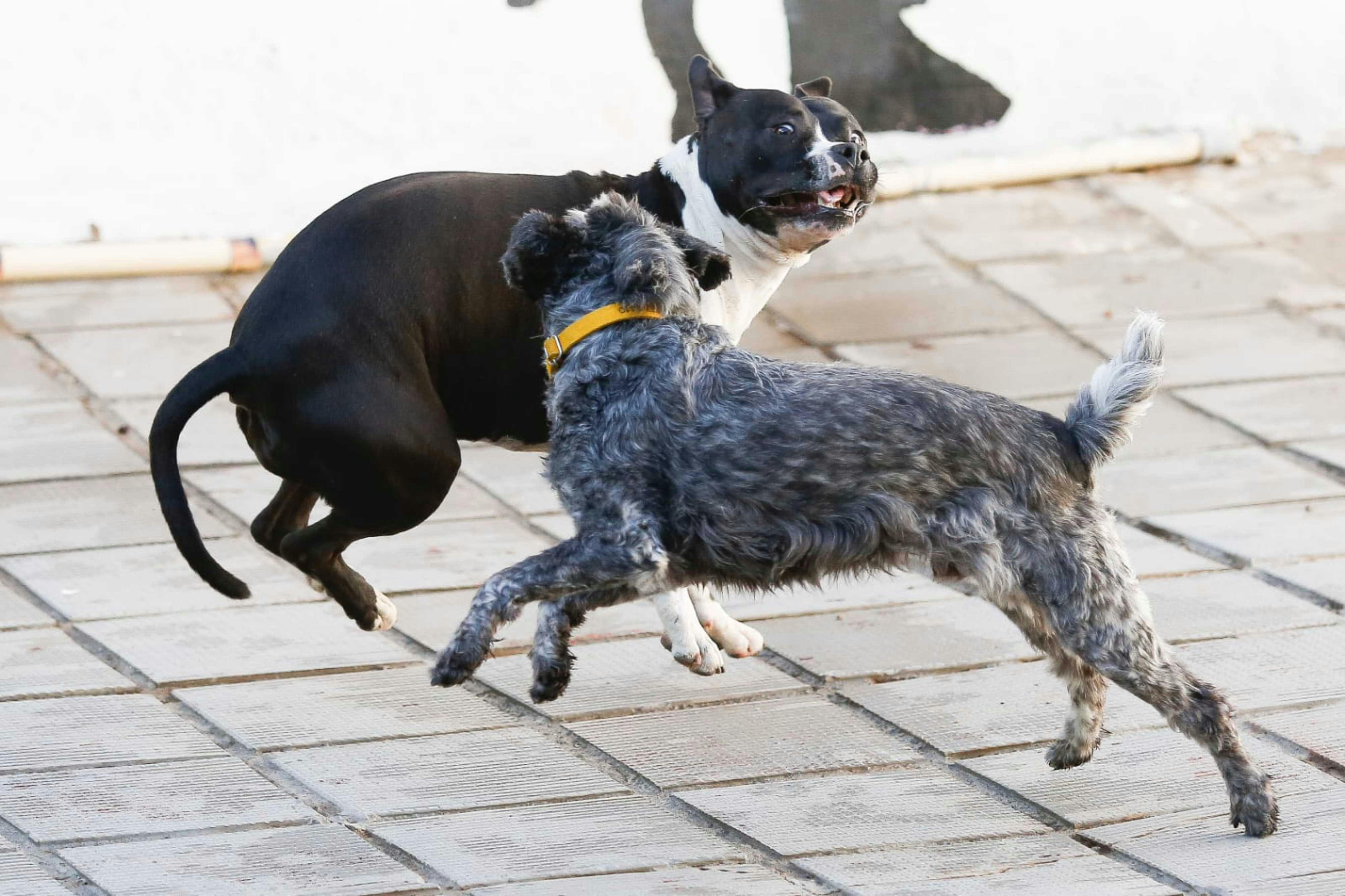 Dogs playfully engage in a dynamic running scene.