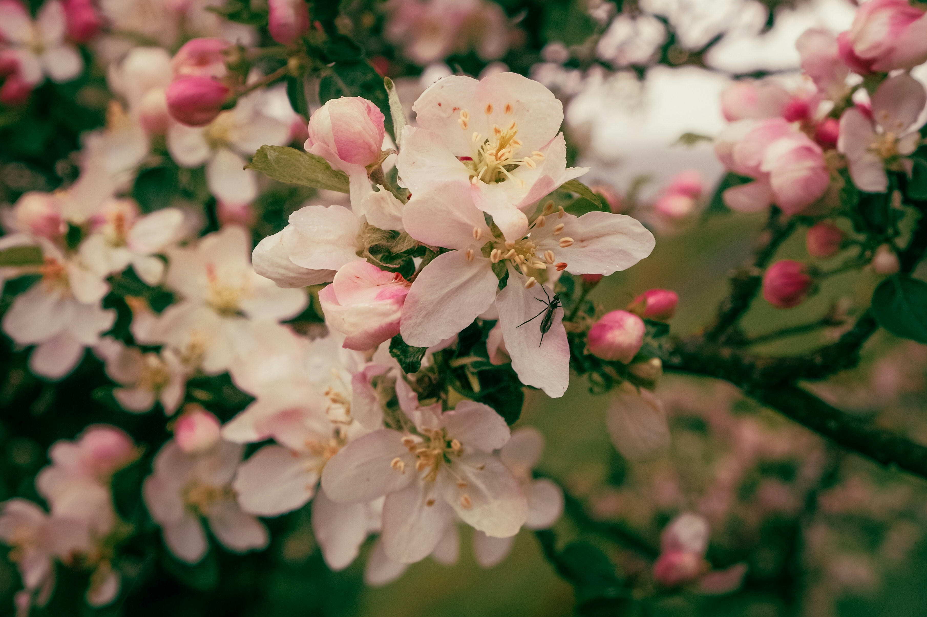 Photo by marishphoto