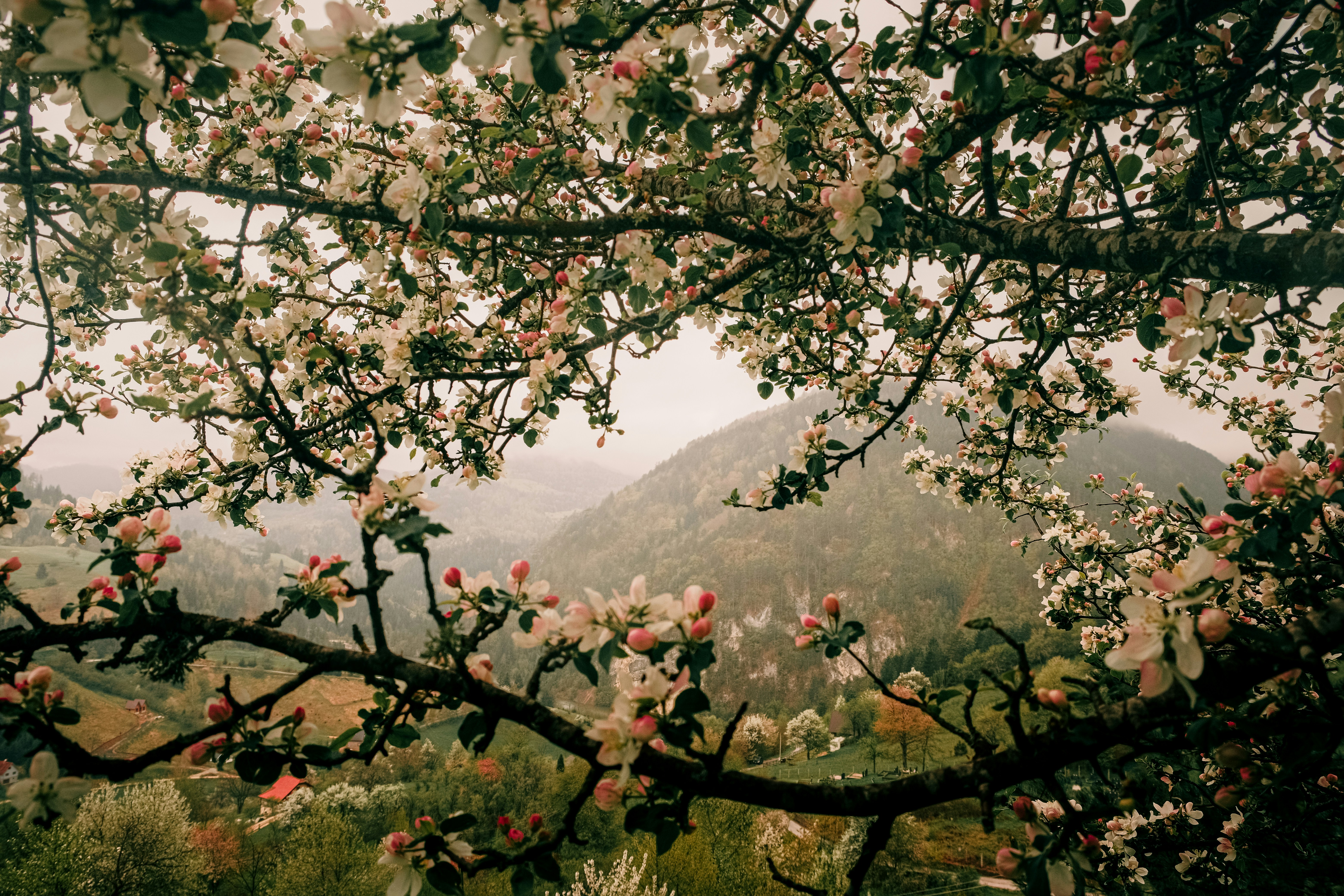Flowering branches frame a distant mountain landscape.