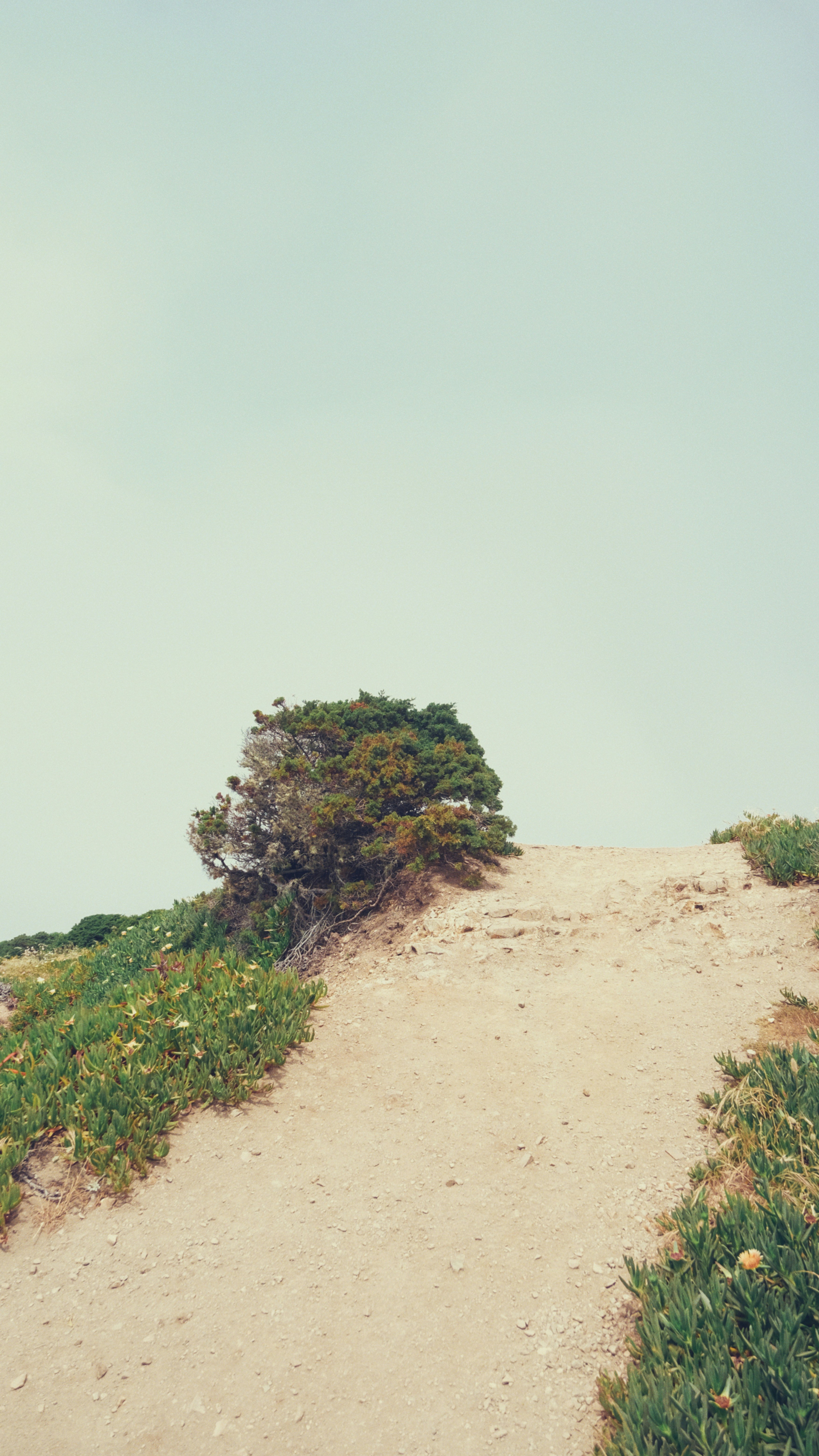 A sandy path leads to a tree.