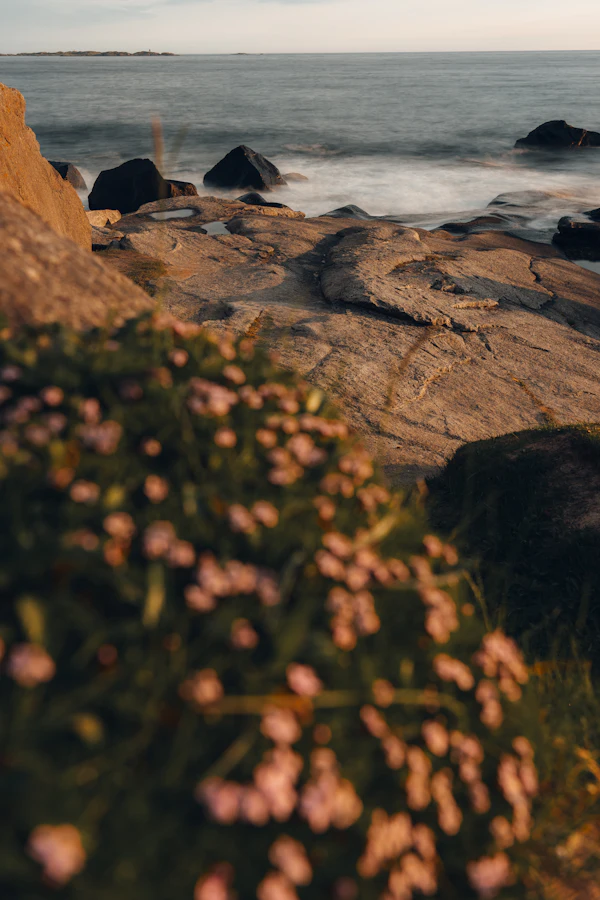 Summer wildflowers and rocks meeting the sea under a low midnight sun