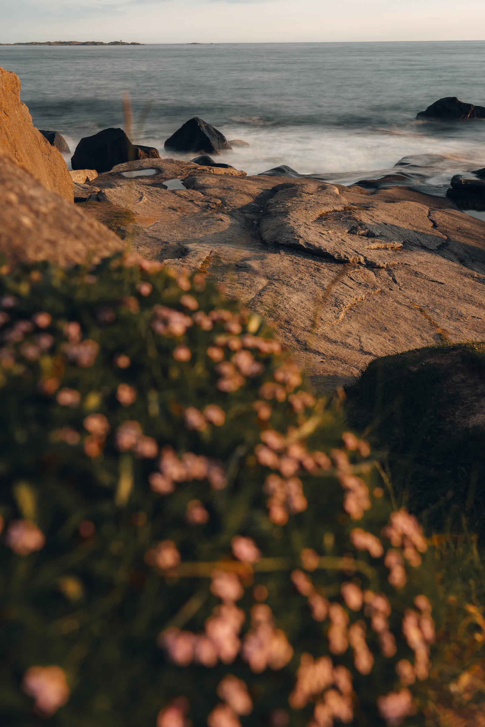 Summer wildflowers and rocks meeting the sea under a low midnight sun