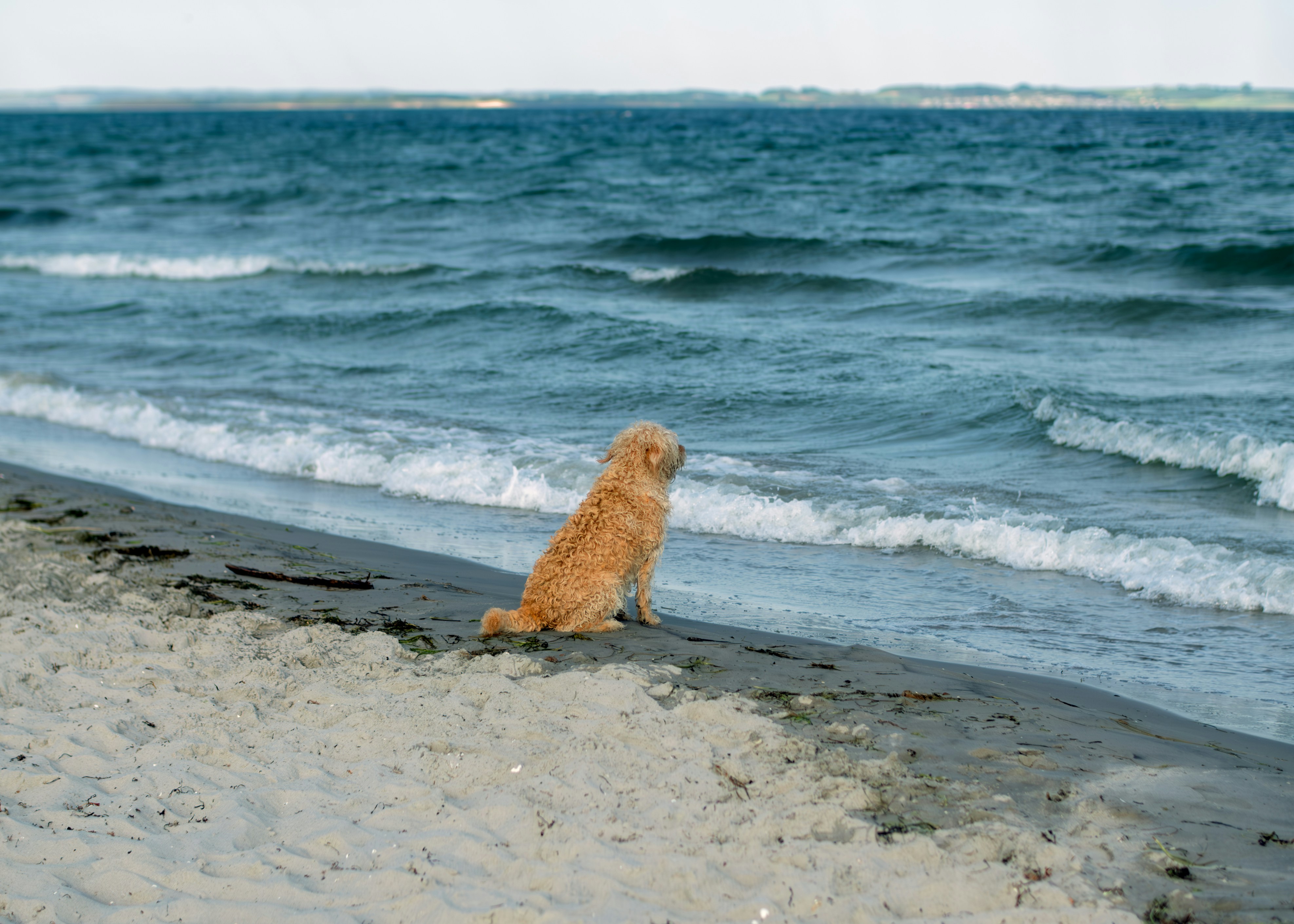 Il cane si siede sulla spiaggia, guardando l'oceano.