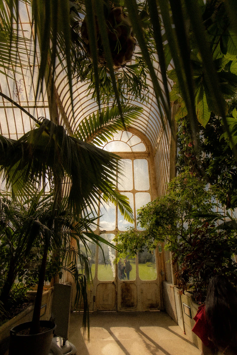 Sunlight filling a lush glasshouse at Kew Gardens