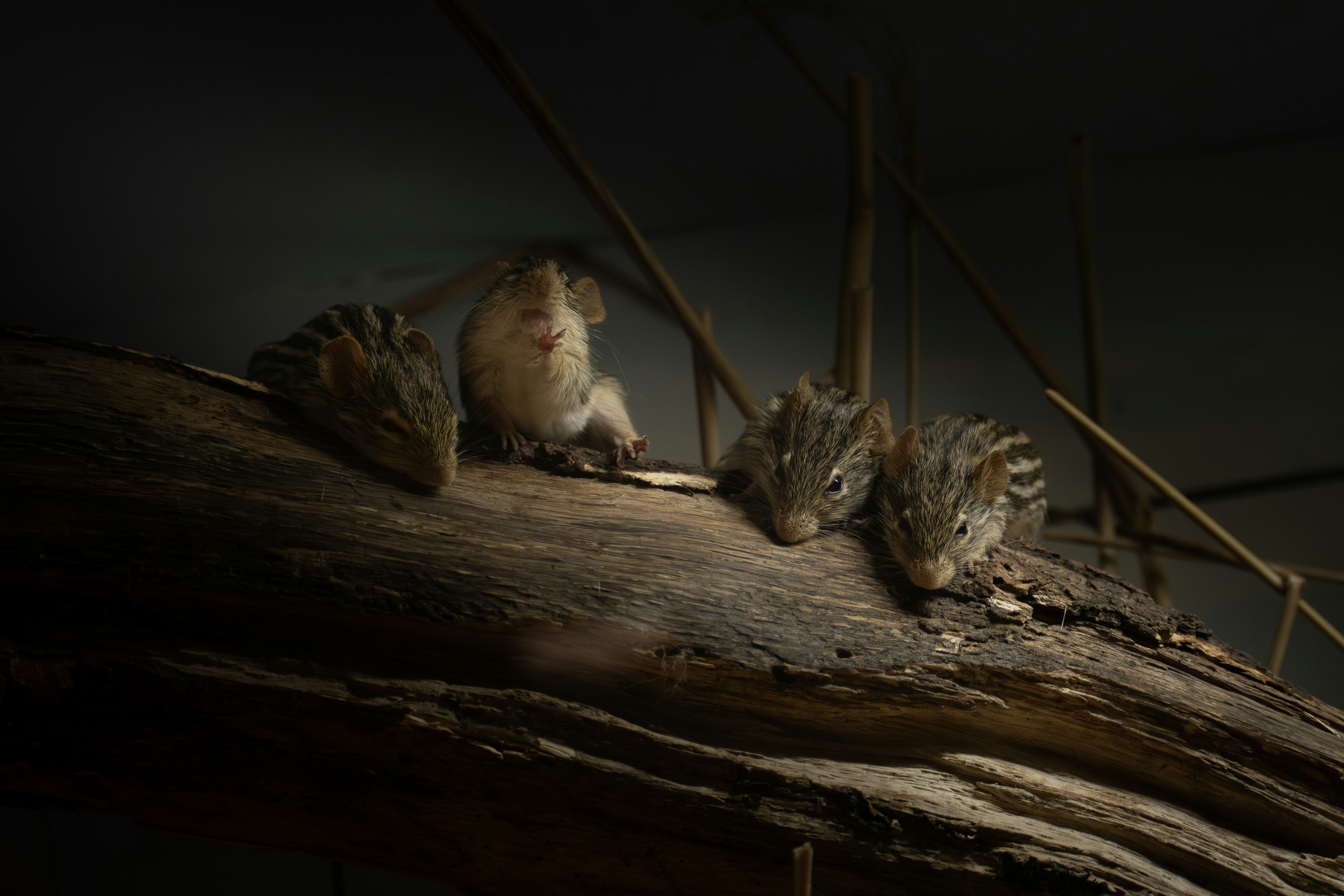 Four small striped possums are resting on a branch.