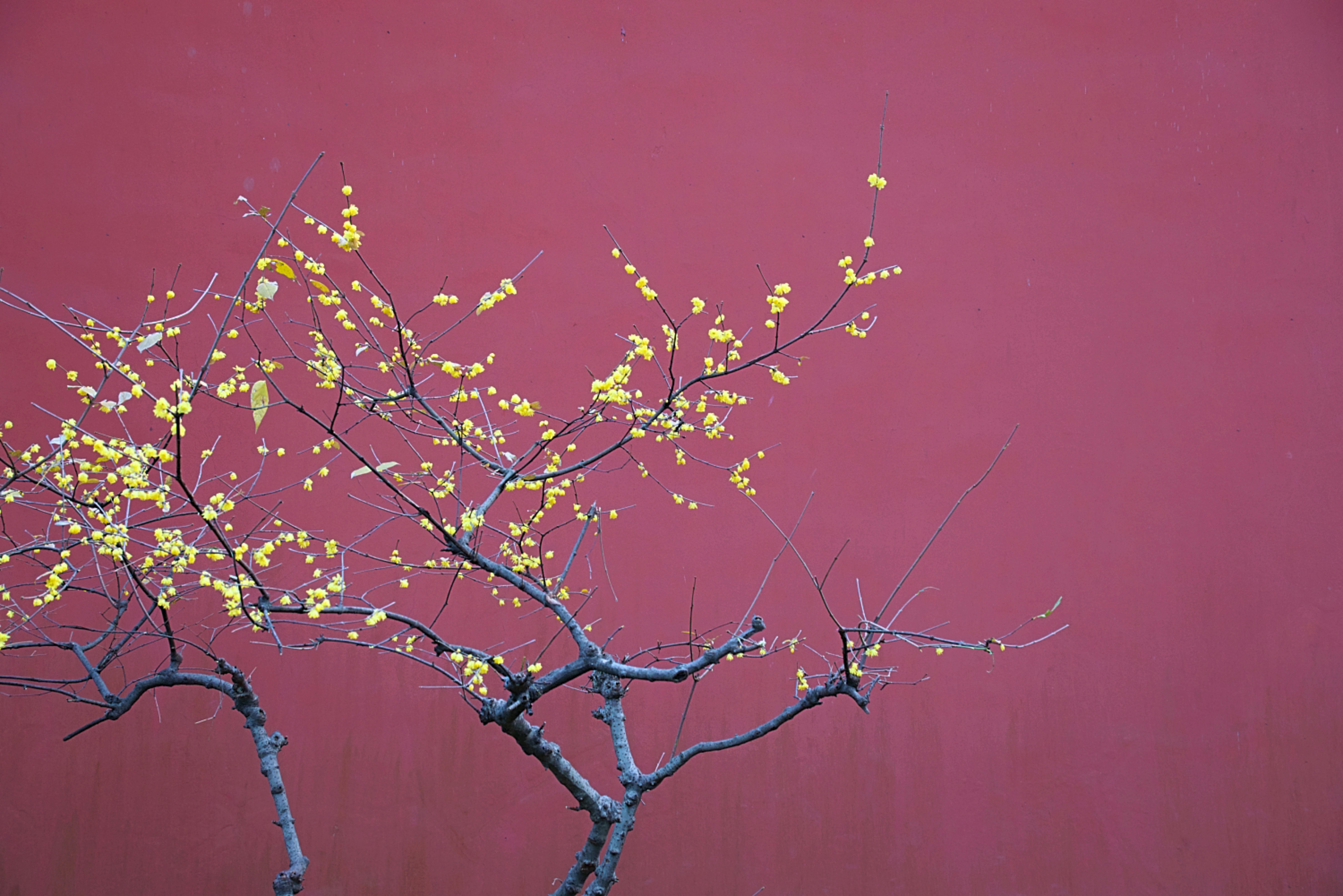 Photo by josswoodhead