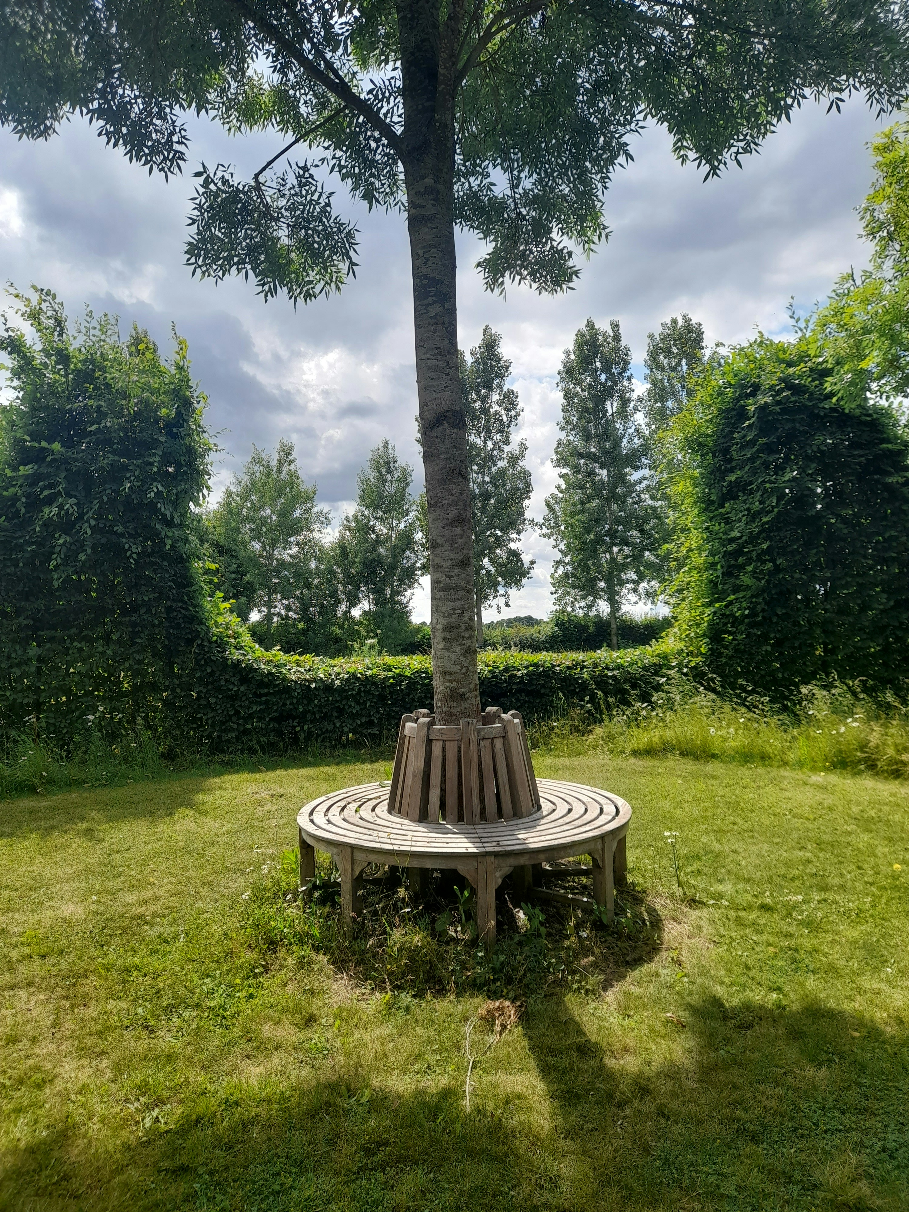 A tree has a wooden bench around its base.