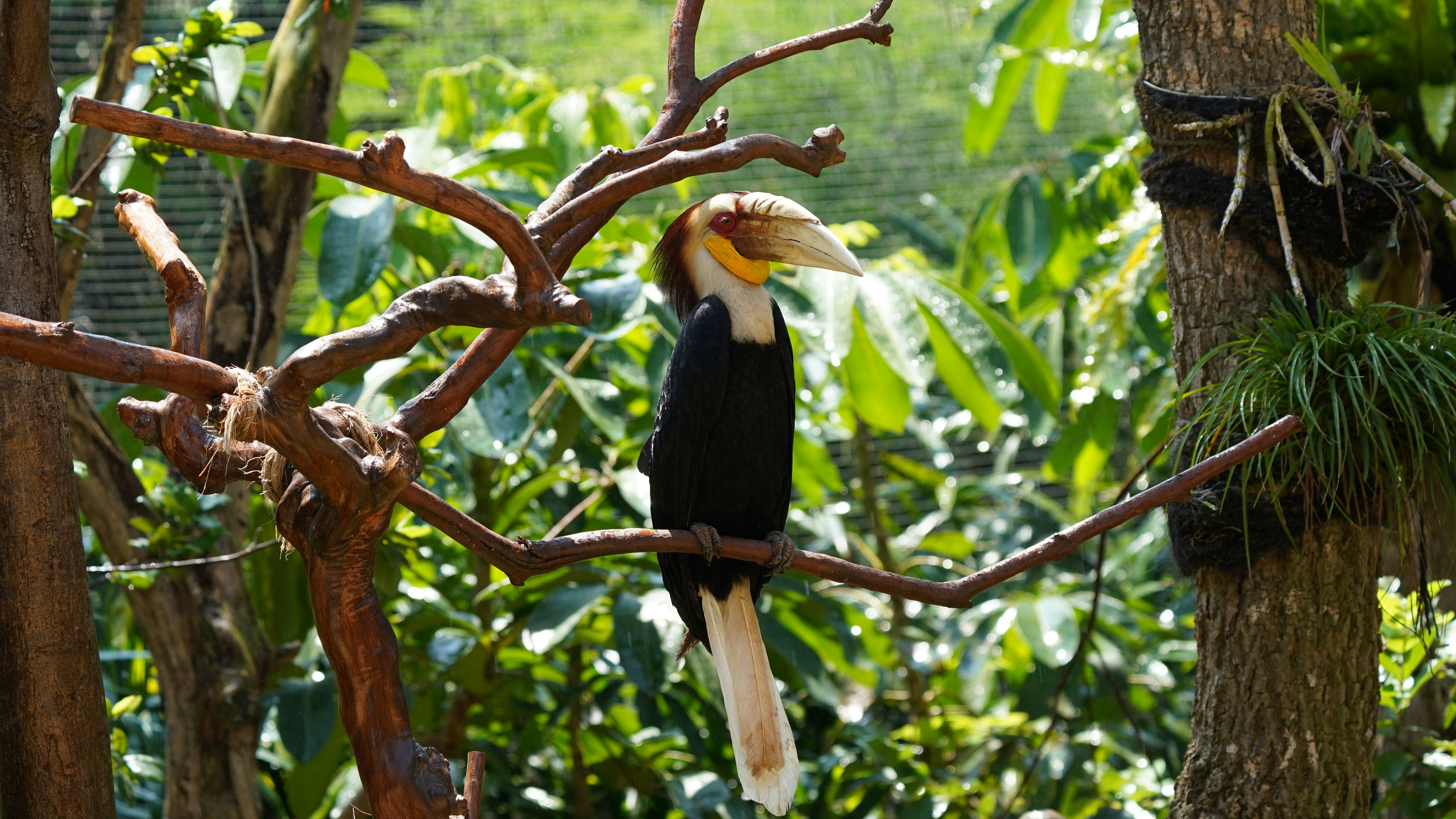 Java Jungle