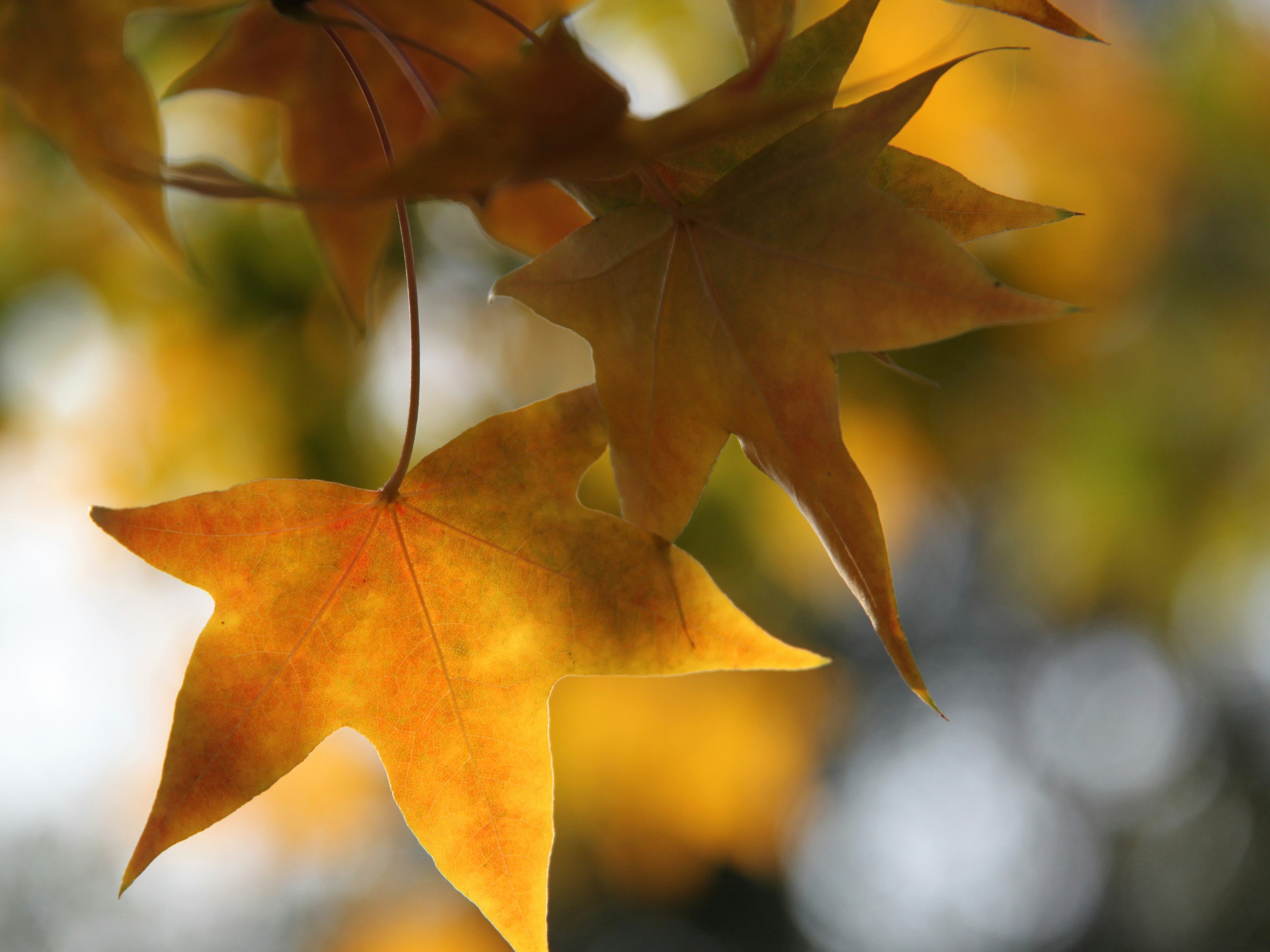 Golden autumn leaves are hanging in the sunlight.