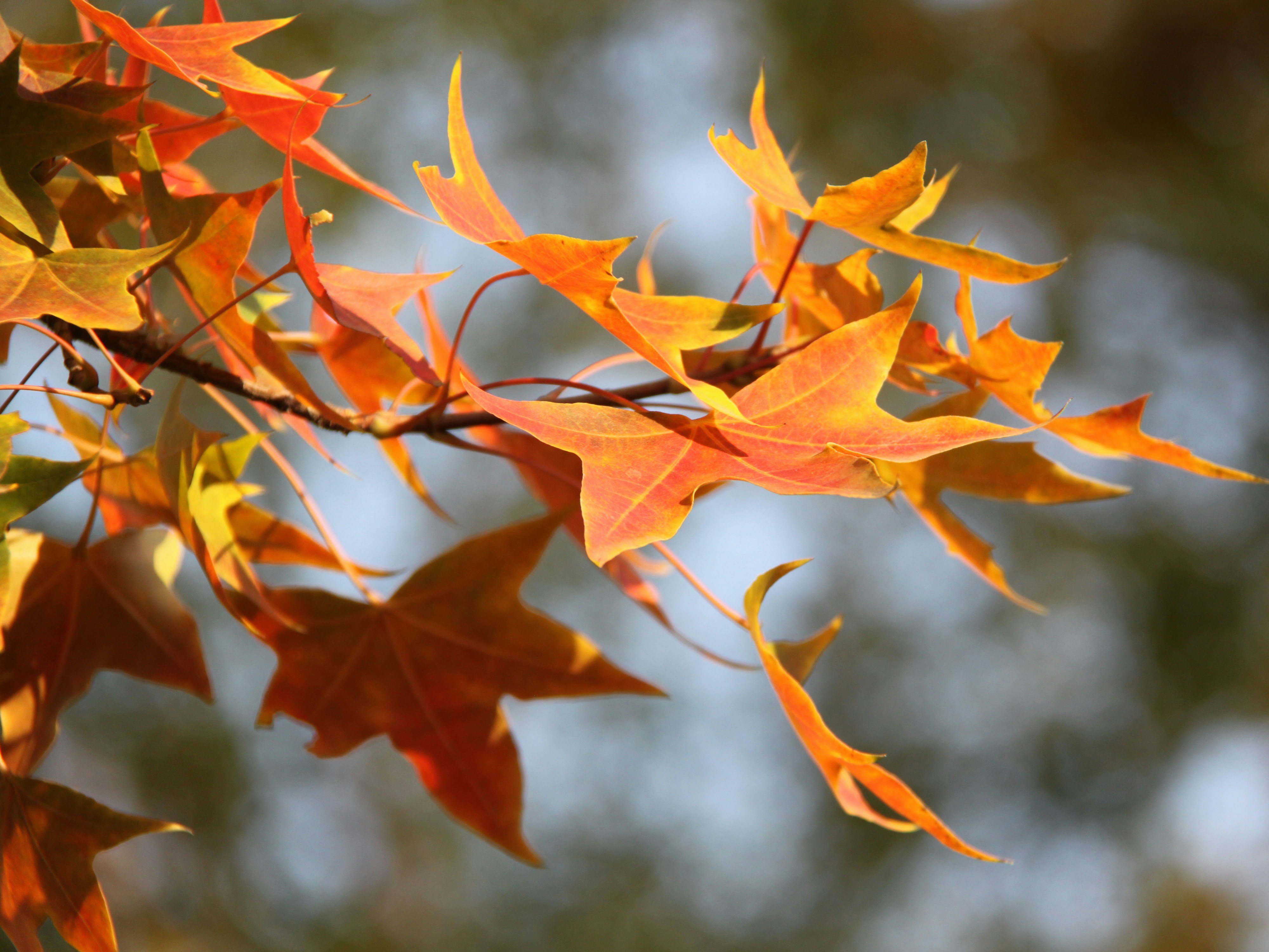 Colorful autumn leaves on a tree branch.