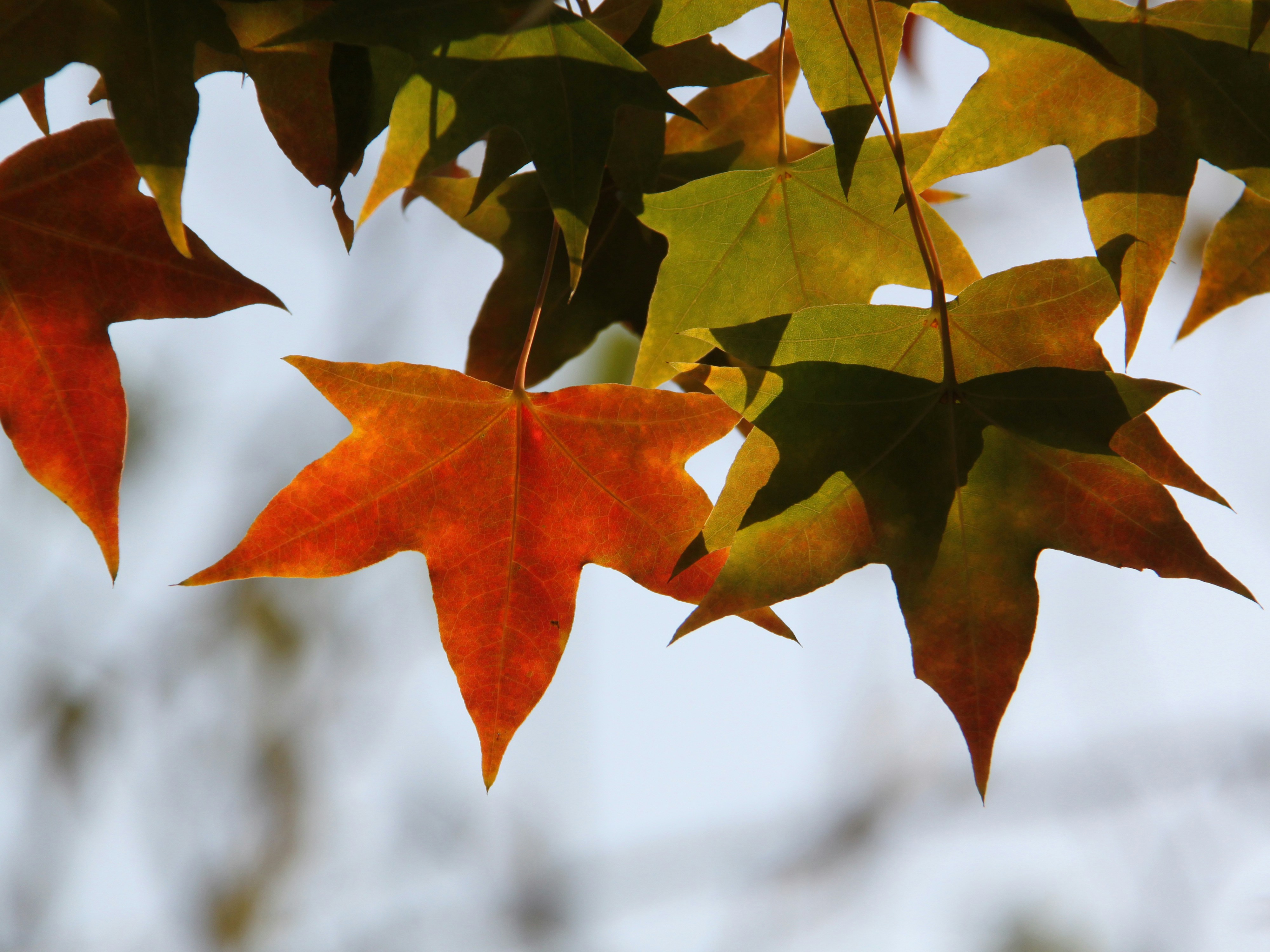 Autumn leaves display vibrant colors.