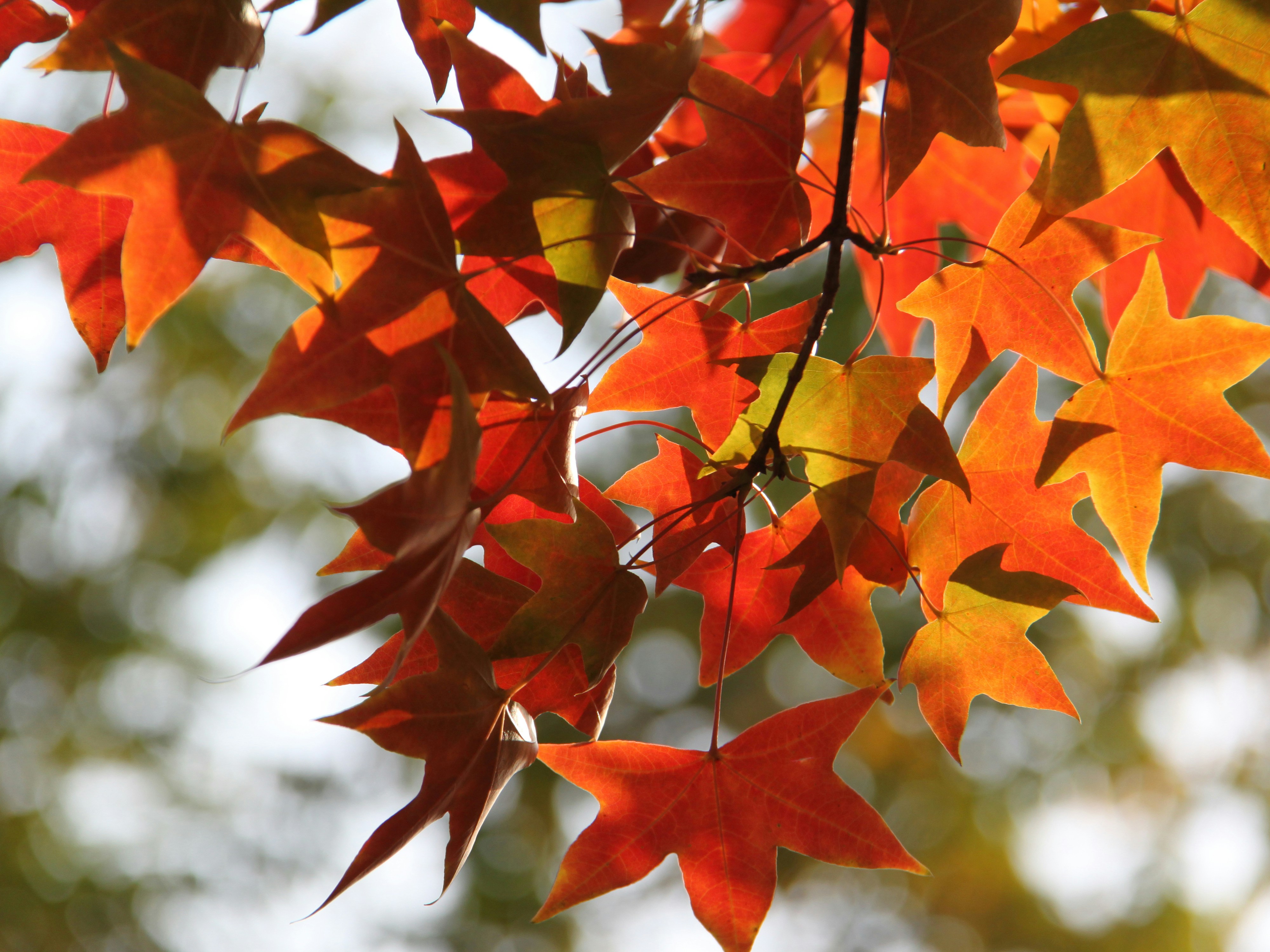 Vibrant autumn leaves shine with warm colors.