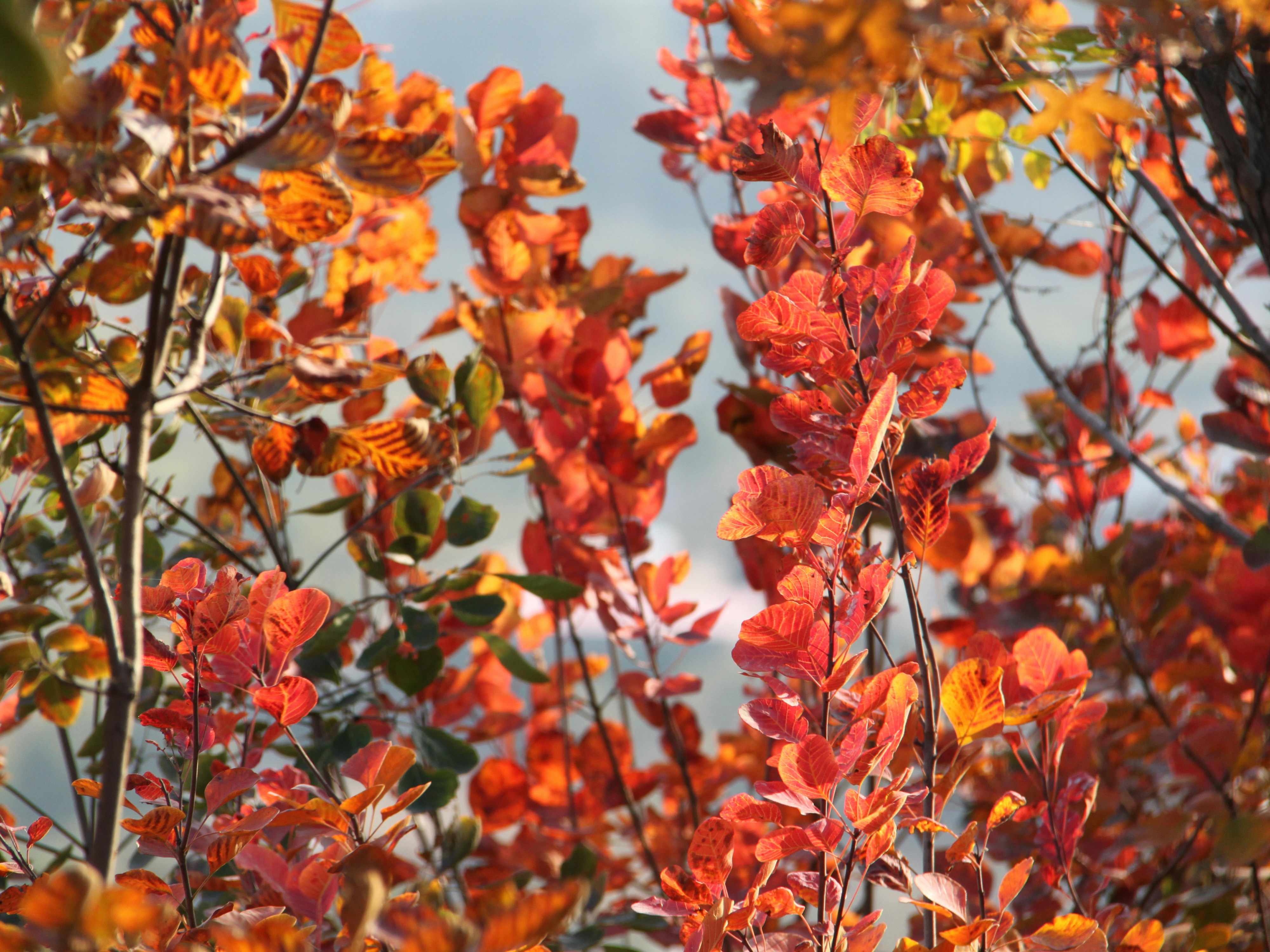 Vibrant autumn leaves against a cloudy sky.