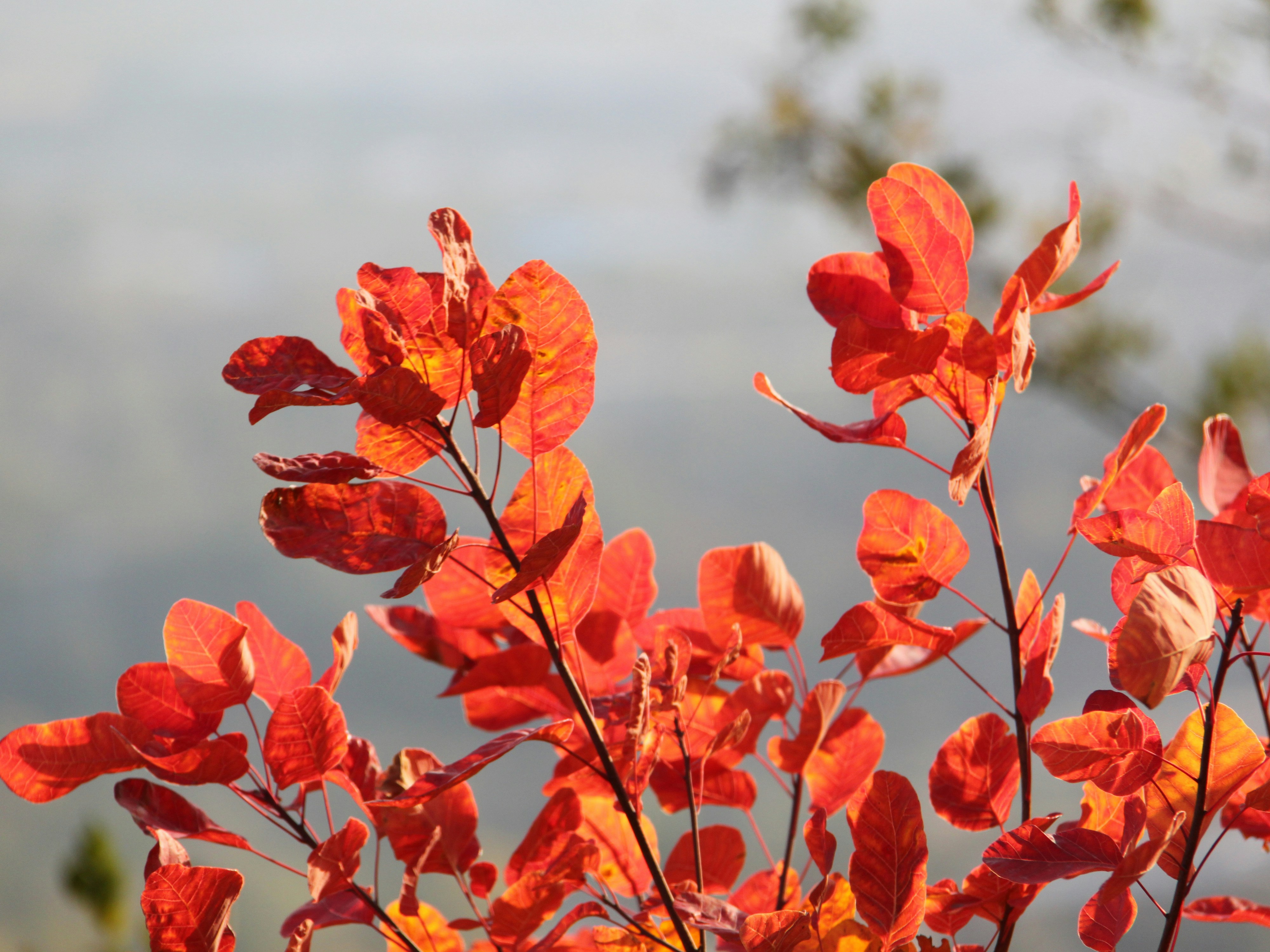Red leaves burst with autumn colors.
