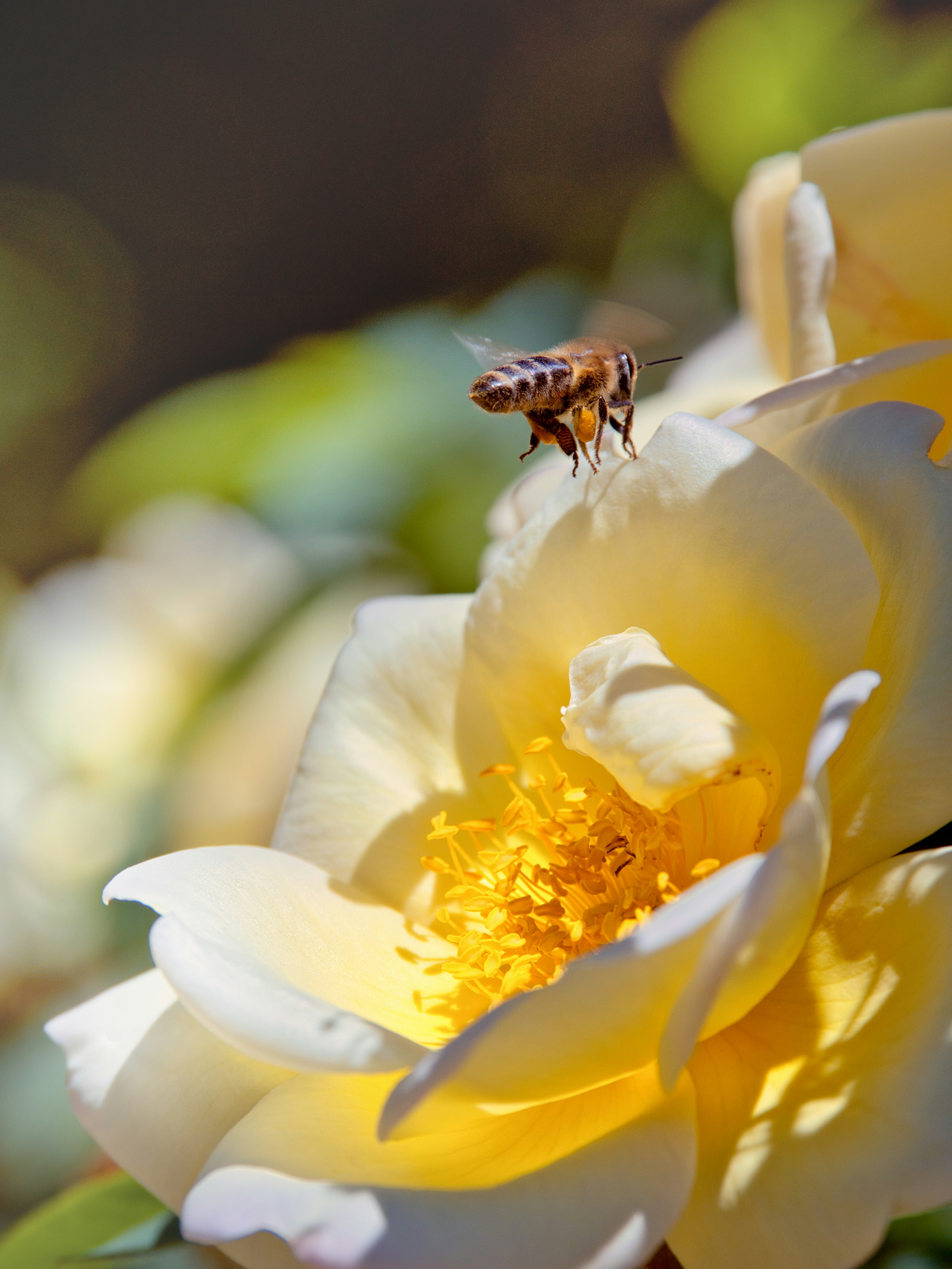 A bee lands gracefully on a yellow flower.