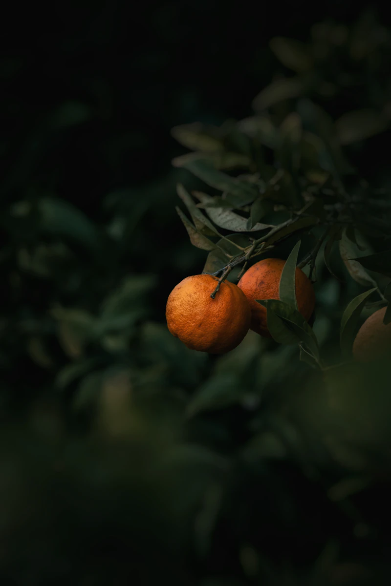 大津みかんのイメージ