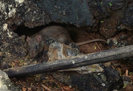 A rat peeks out of its dark burrow.