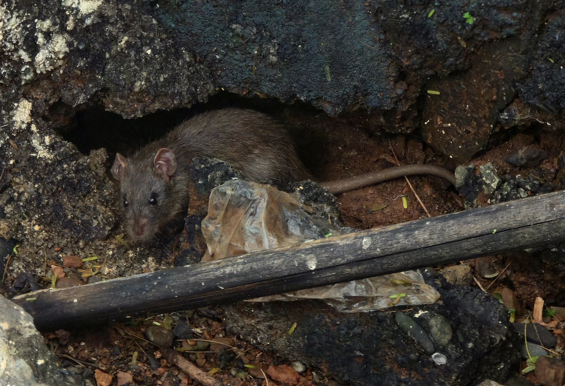A rat peeks out of its dark burrow.