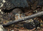 A rat peeks out from its hiding place.
