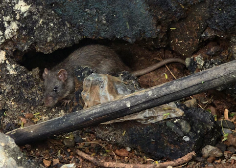 A rat peeks out from its hiding place.