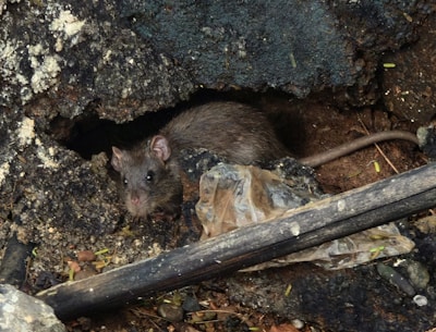 A rat emerges from its dark shelter.