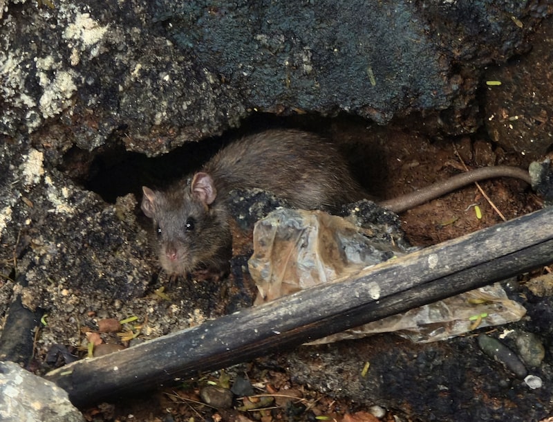 Mouse inside a Quebec home during fall — rodent entry season