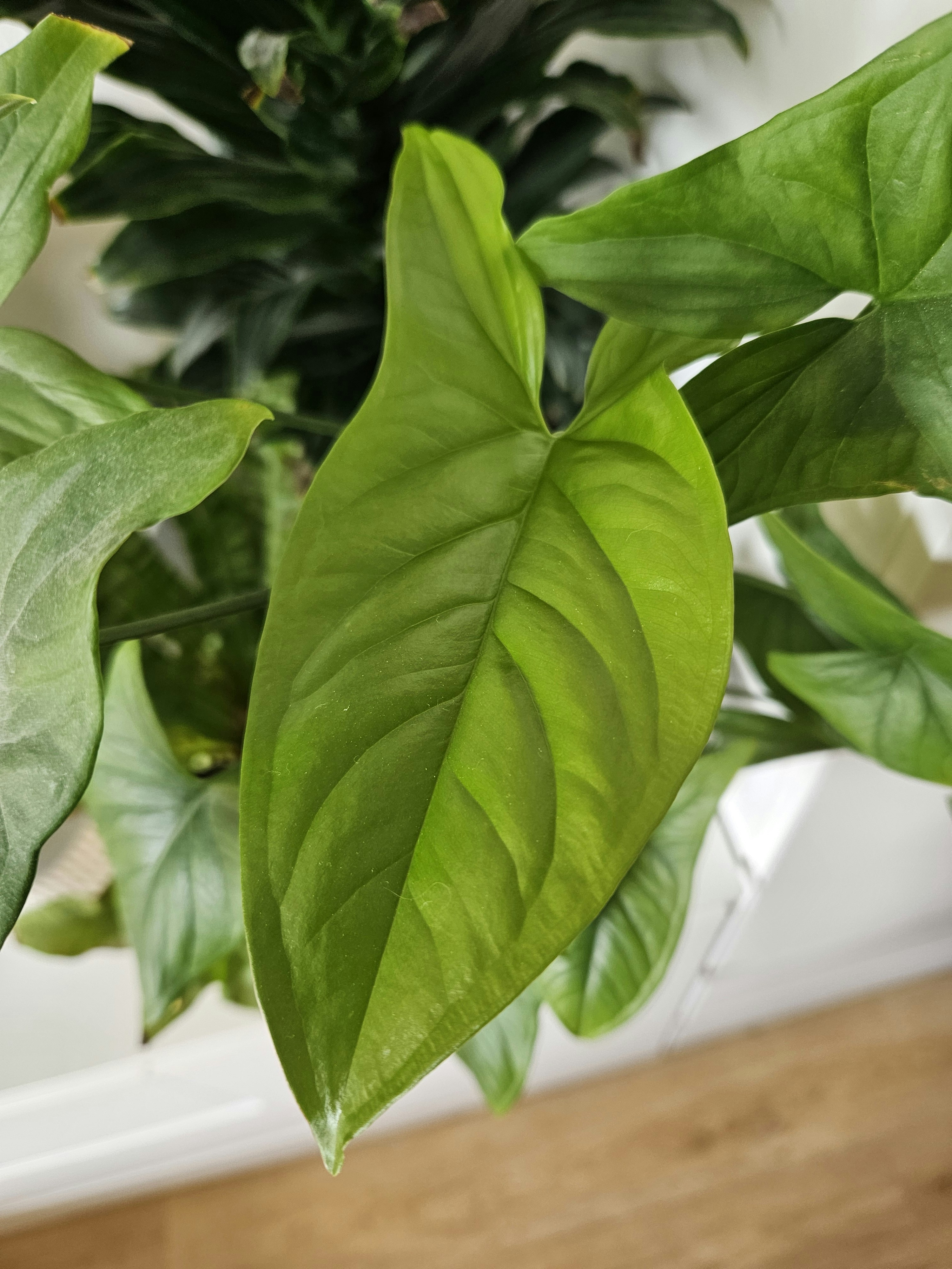 Photo by marjorylucabaxter