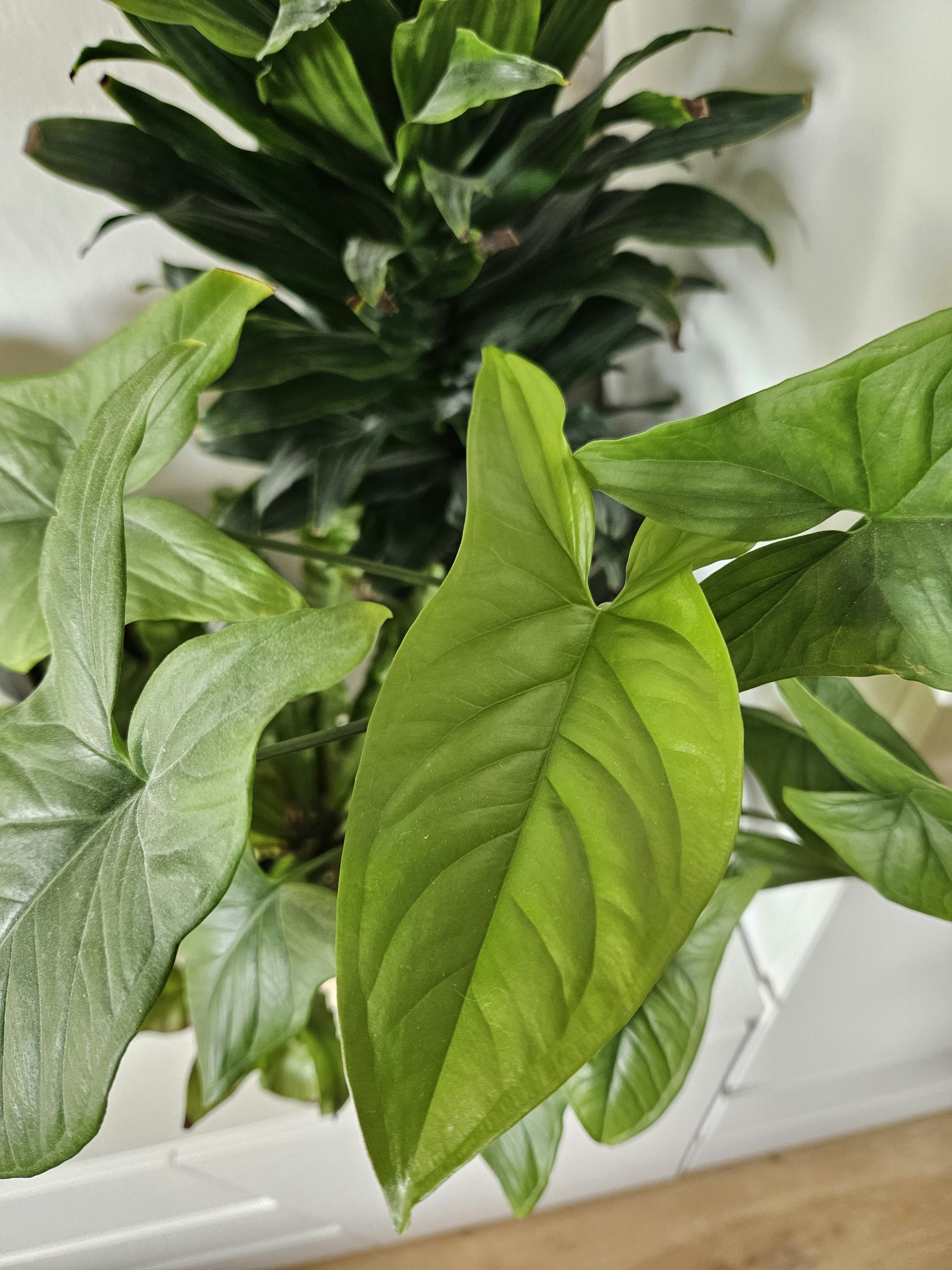 Photo by marjorylucabaxter