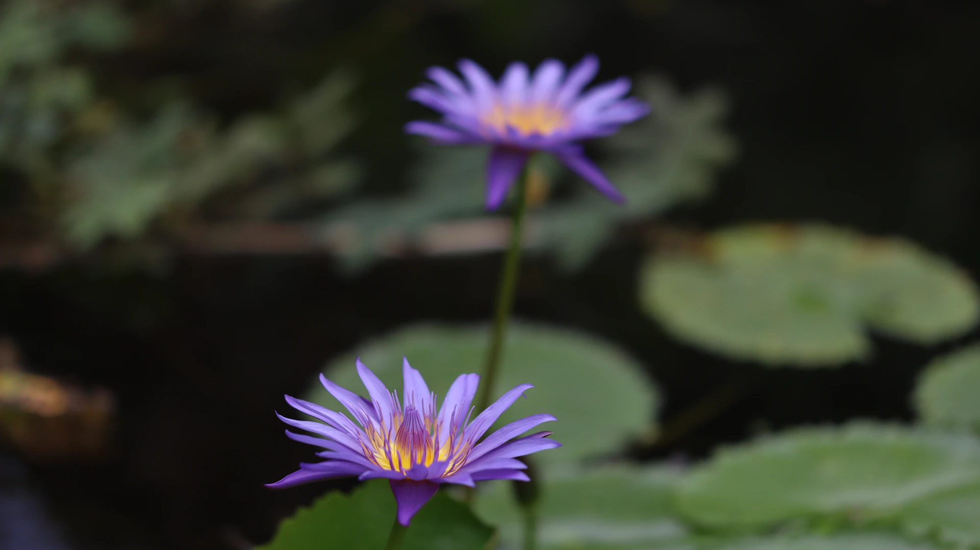 Two purple water lilies bloom elegantly.