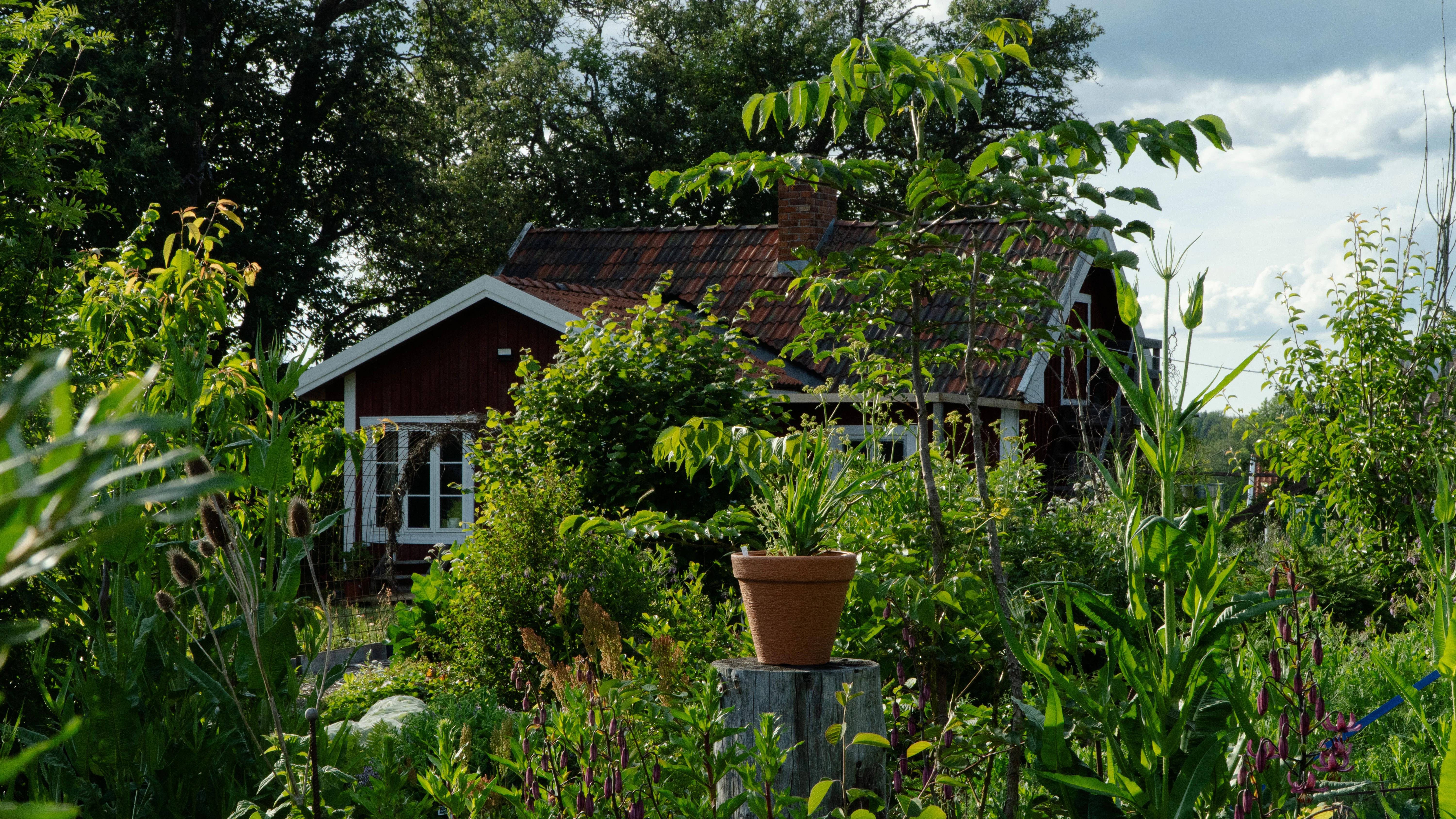 Litet rött hus omgivet av grönska