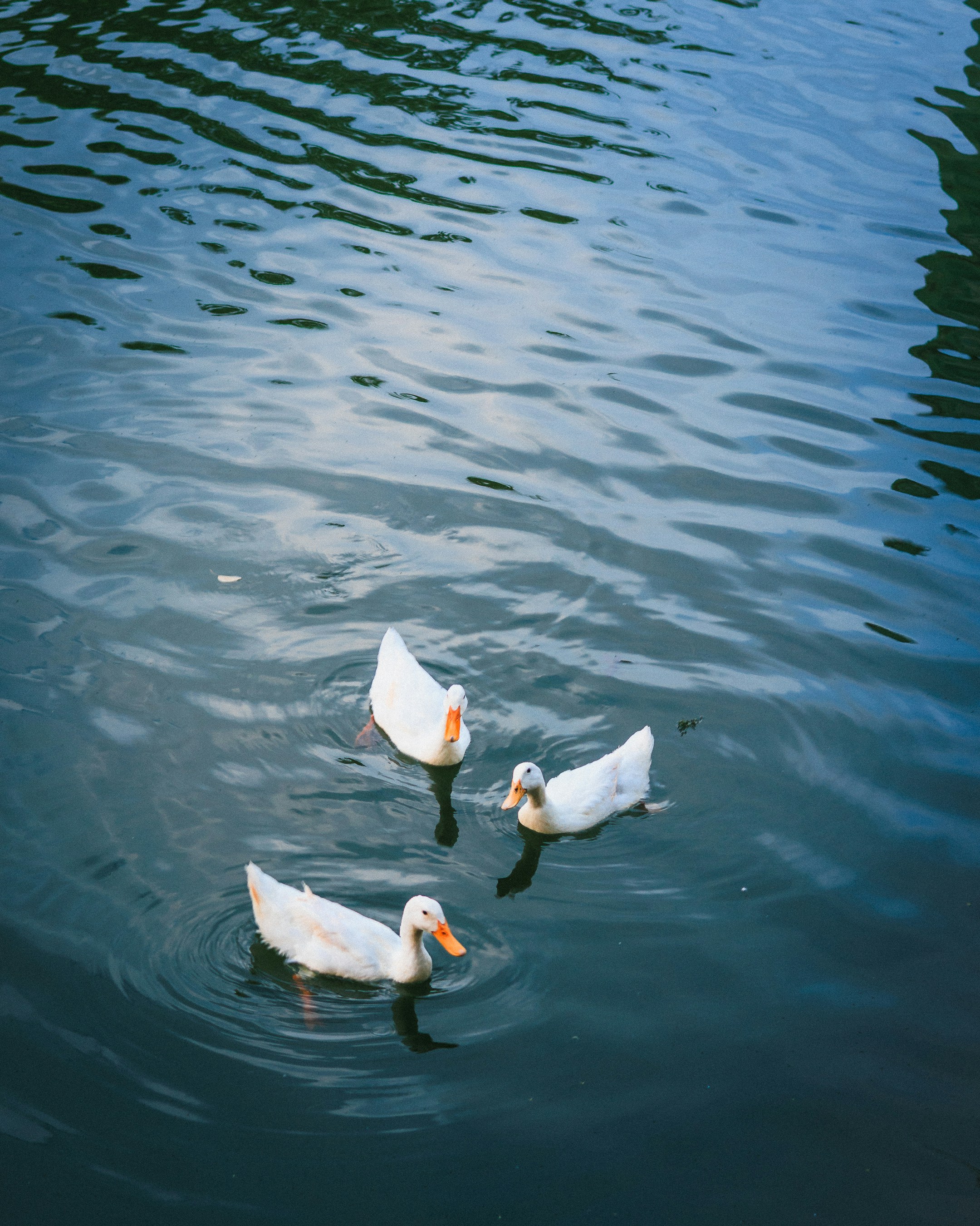 Photo by amanpreet_2709