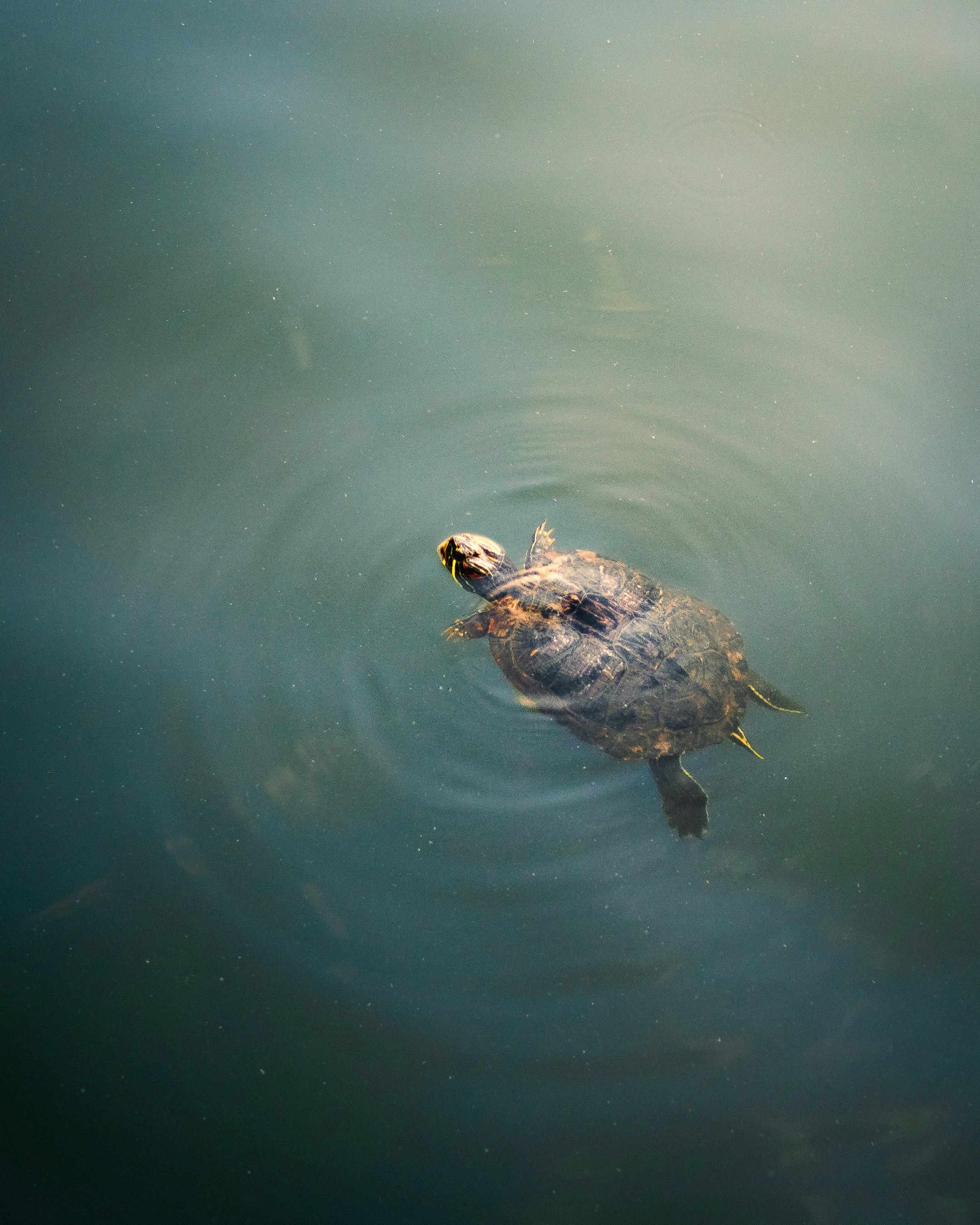 Photo by amanpreet_2709