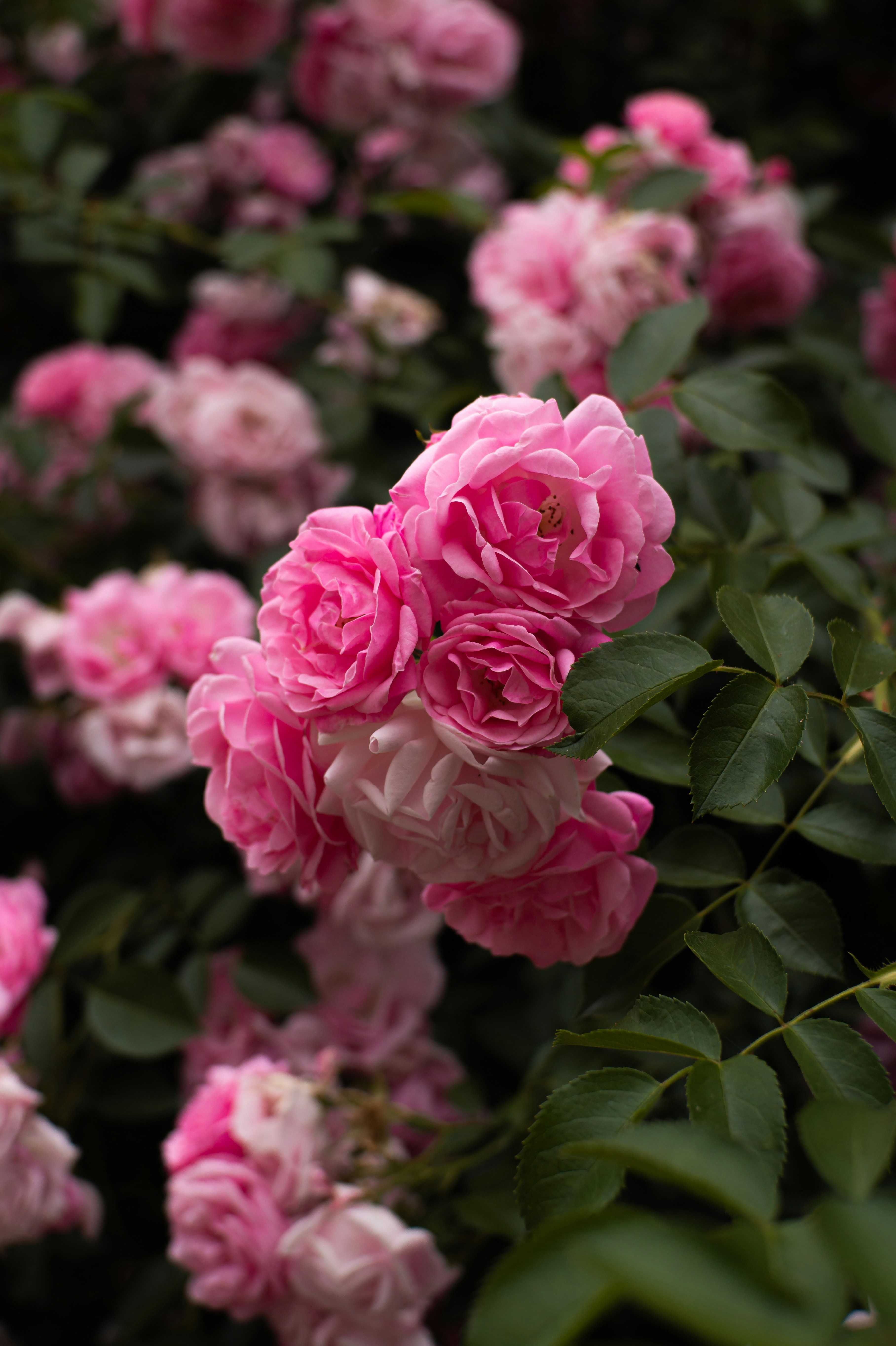 Photo by valentine_ivanova