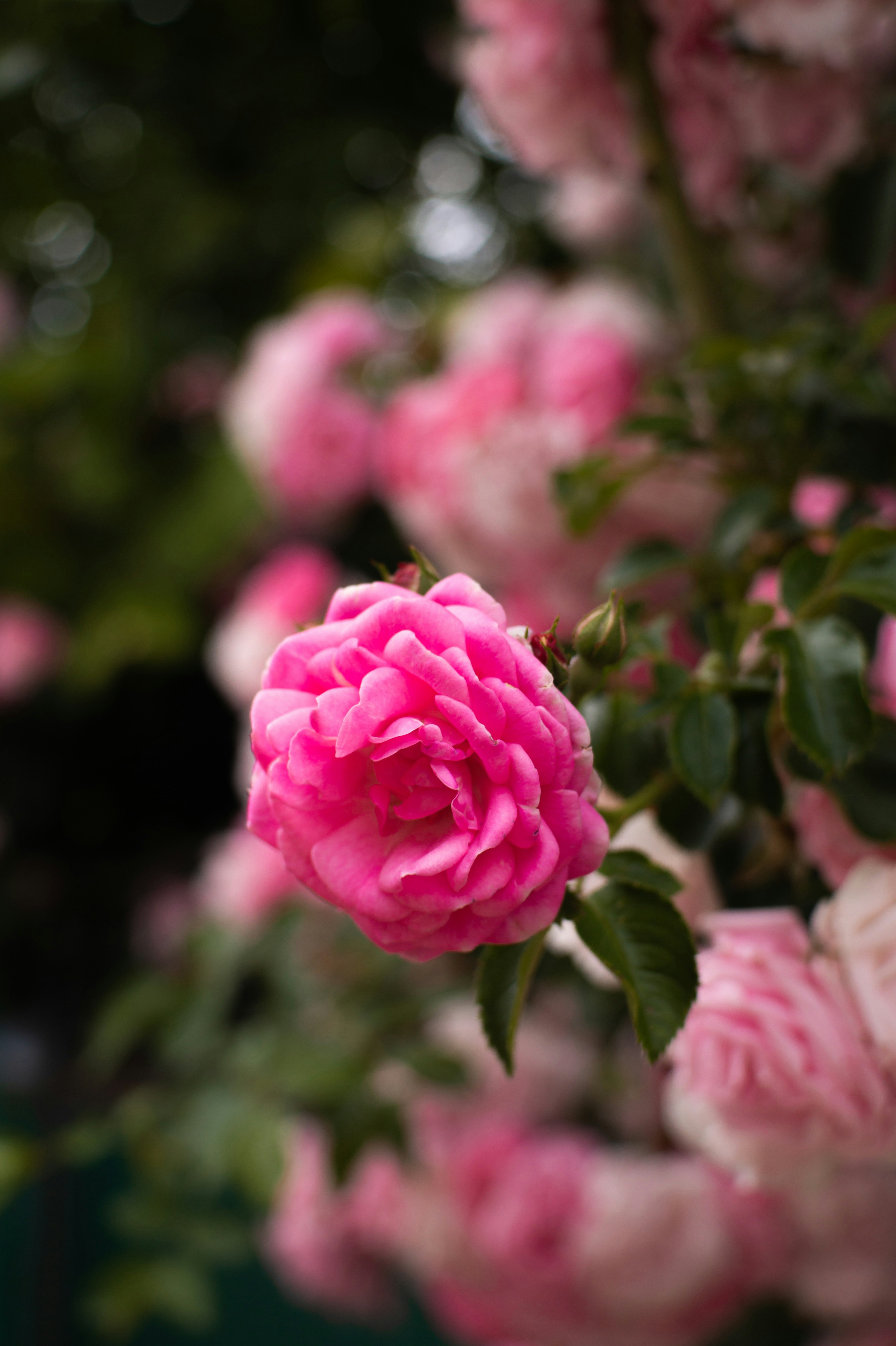 Photo by valentine_ivanova