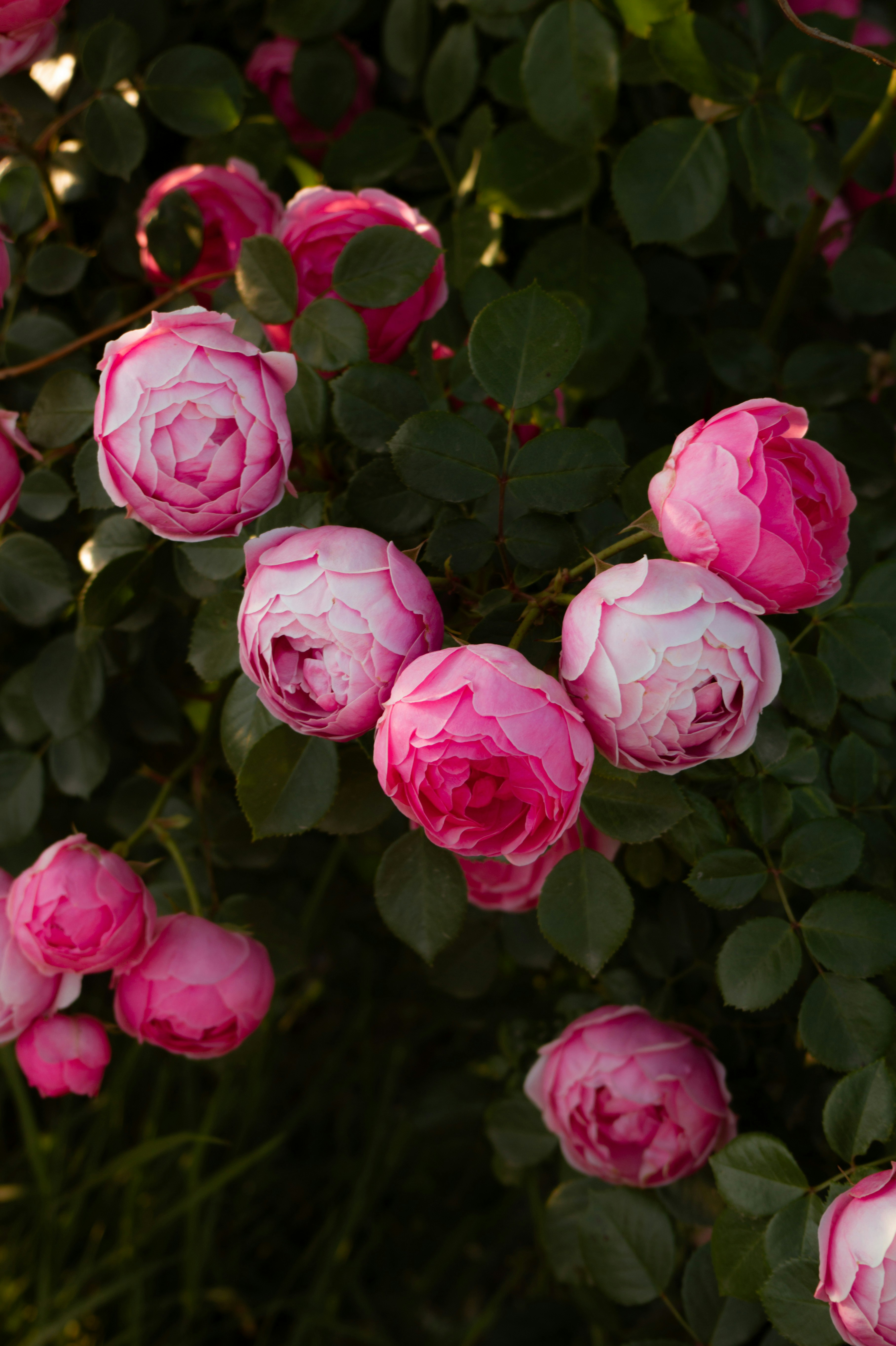 Photo by valentine_ivanova