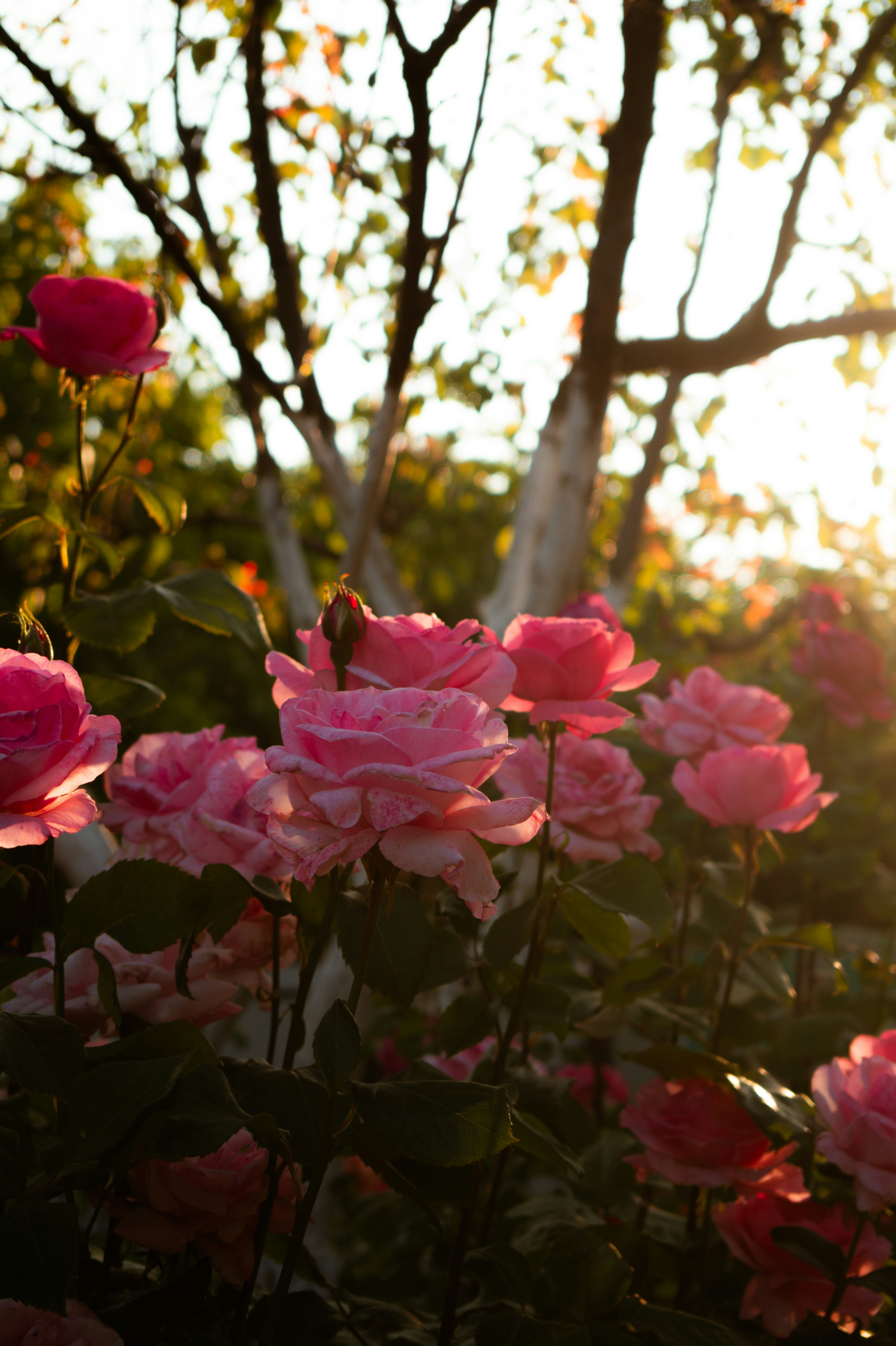 Photo by valentine_ivanova