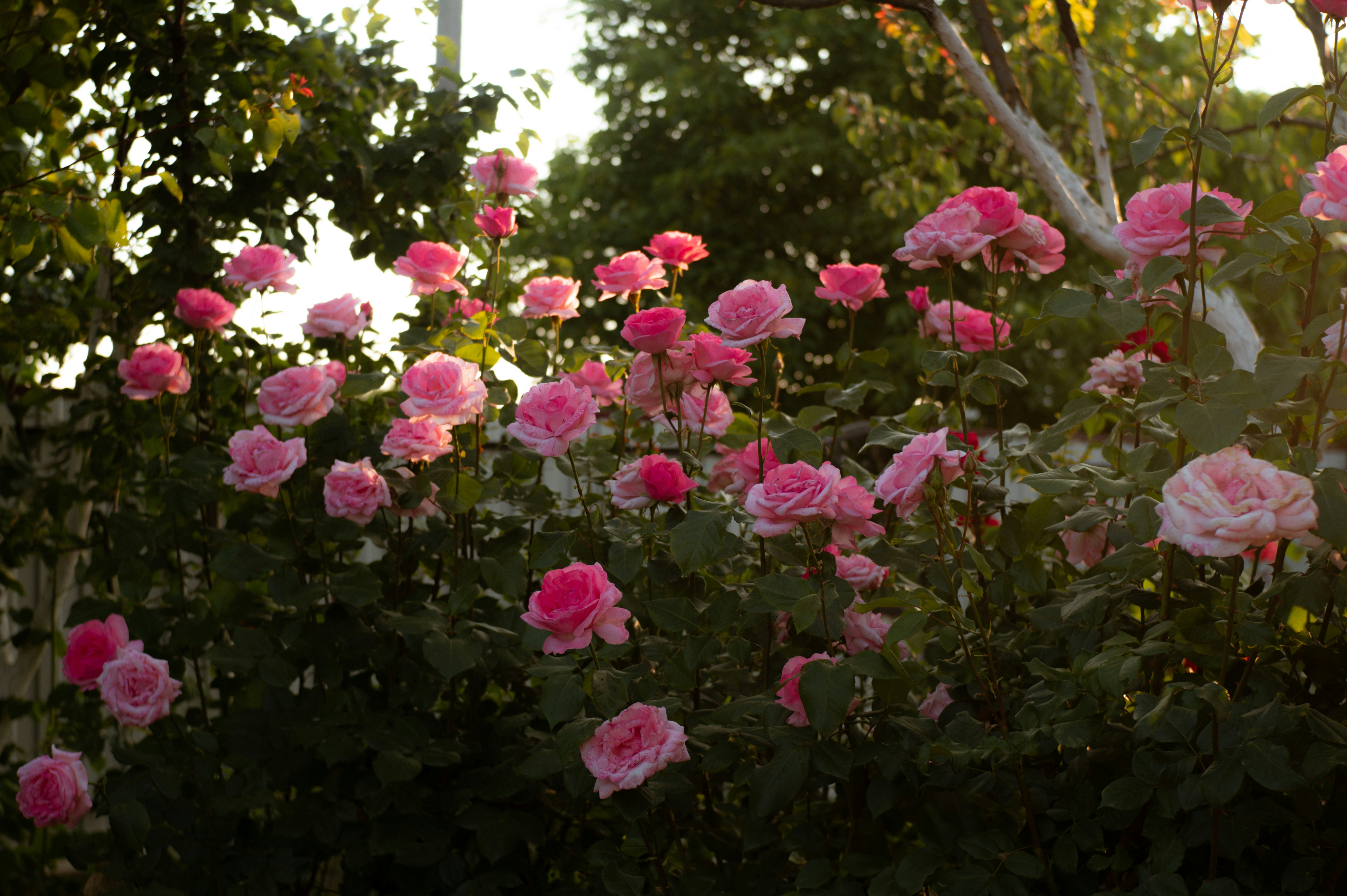 Photo by valentine_ivanova