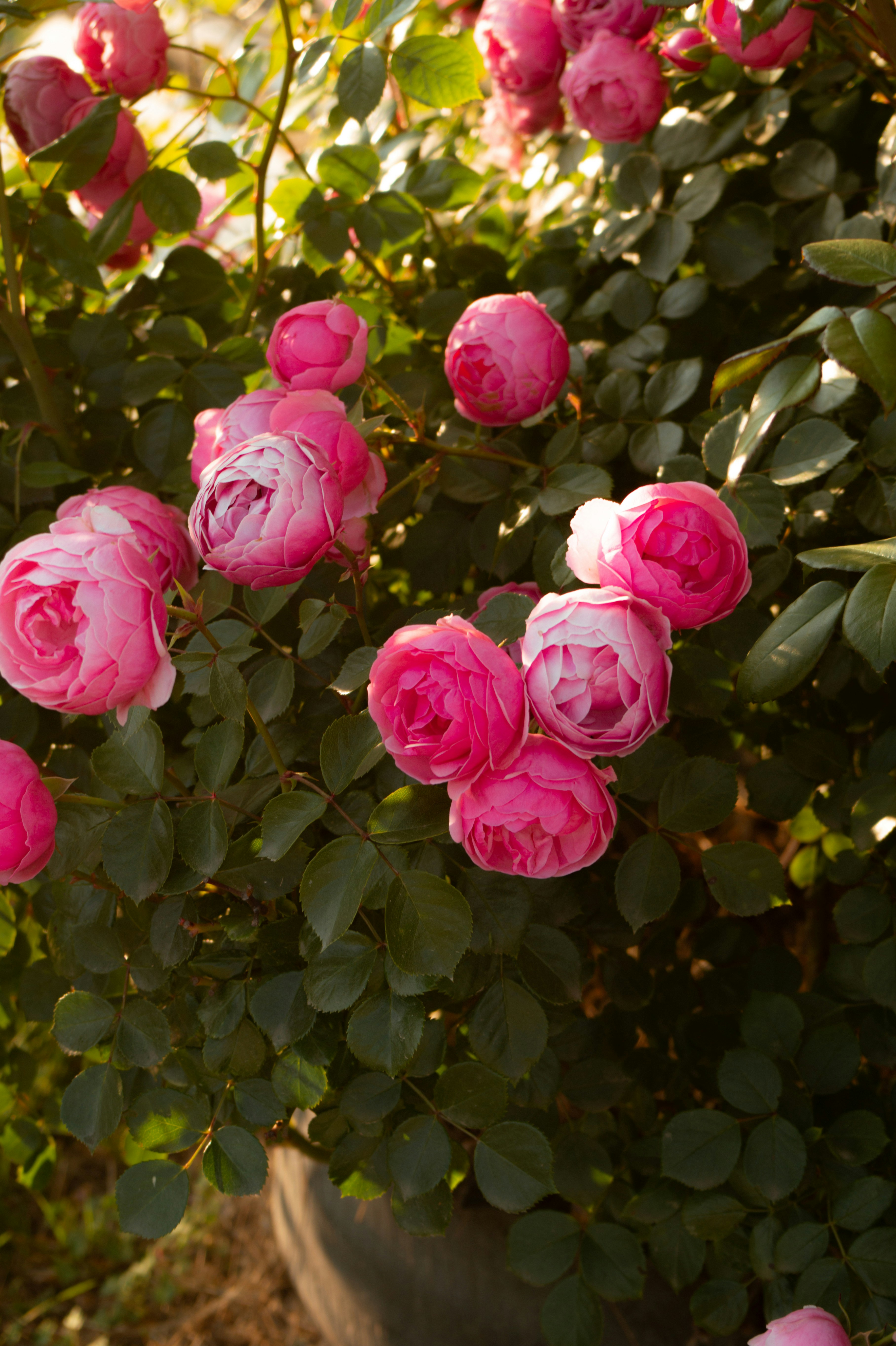 Des roses roses fleurissent sur un buisson vert.