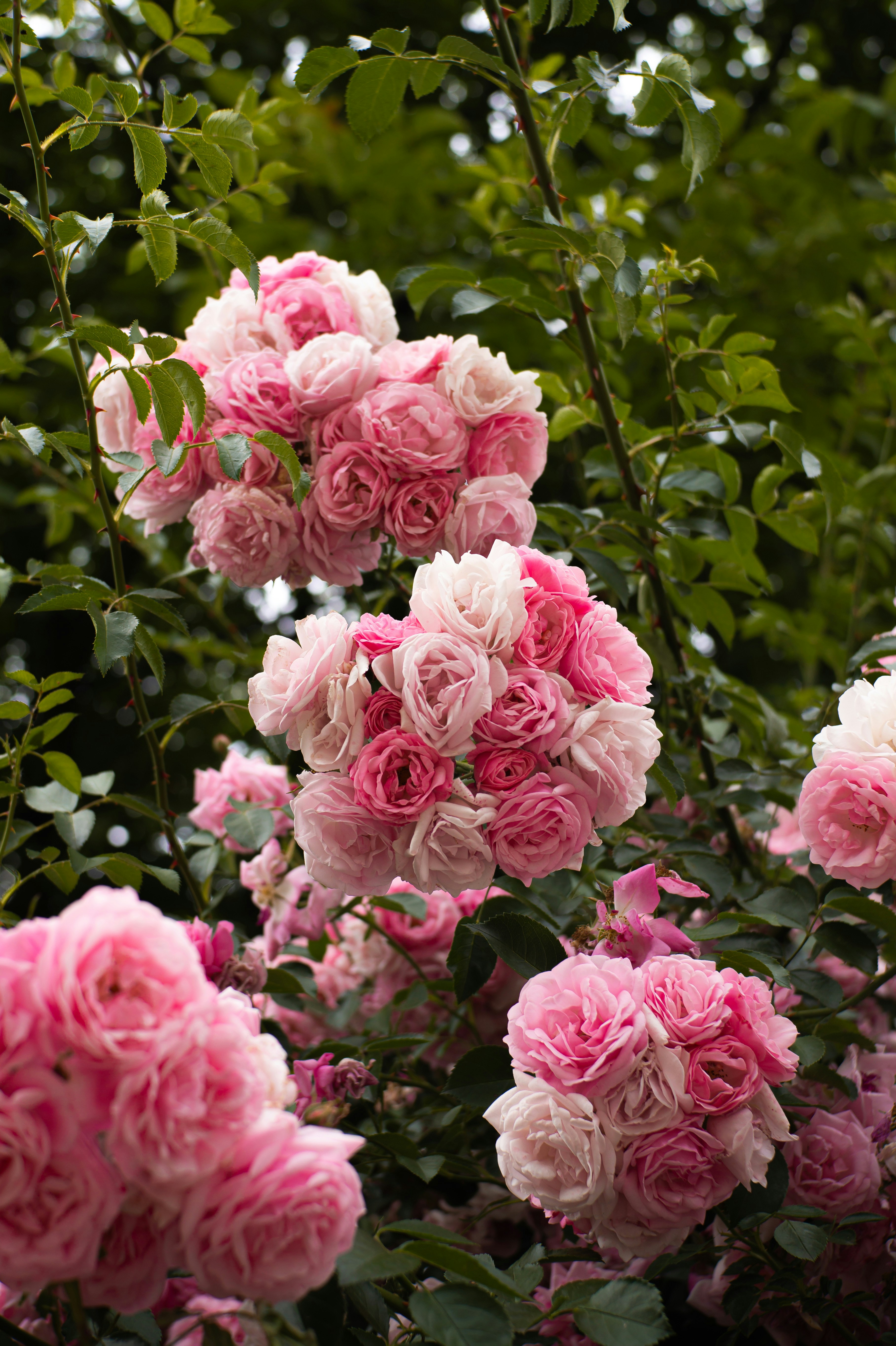 Photo by valentine_ivanova