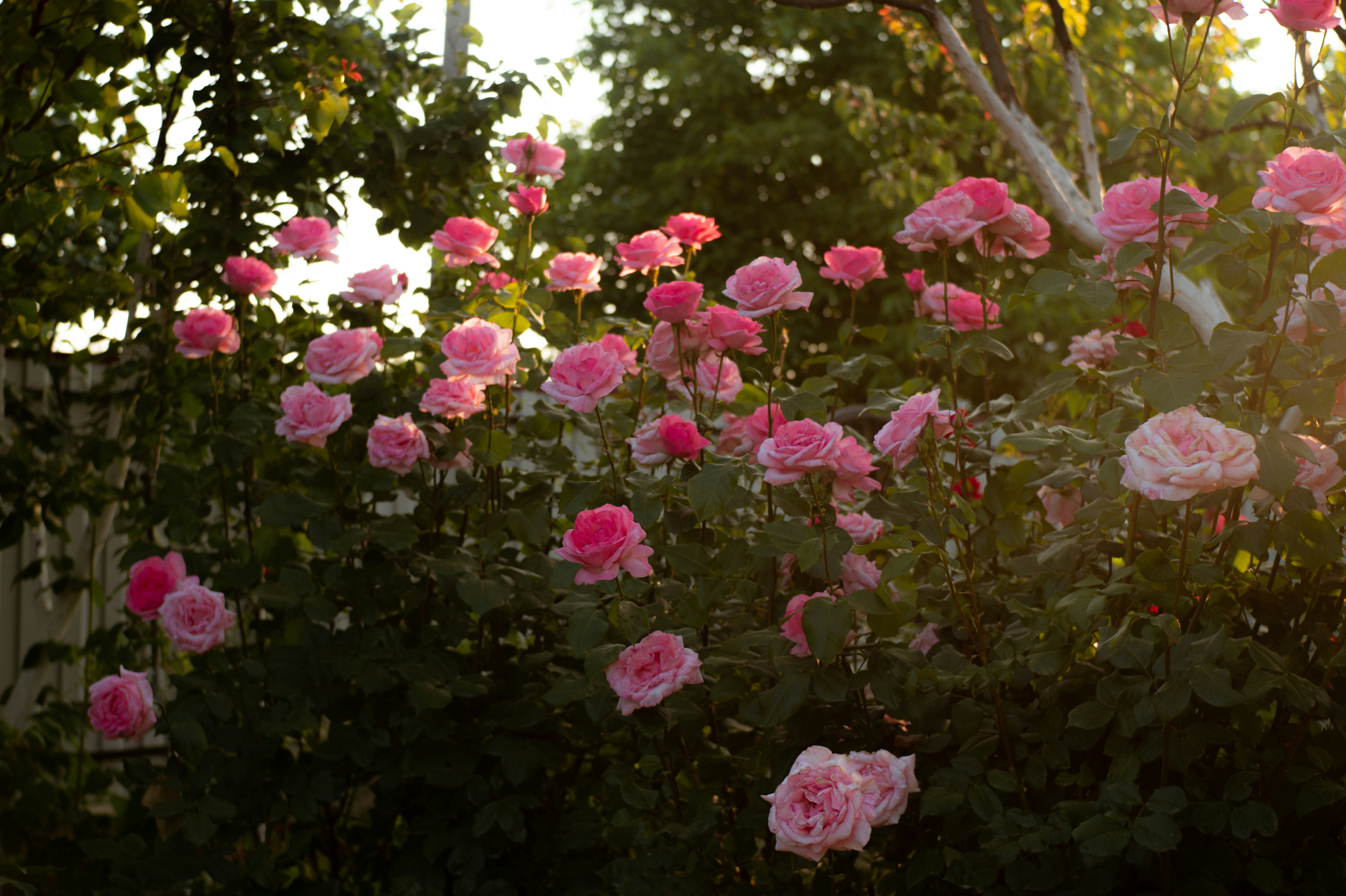 Photo by valentine_ivanova