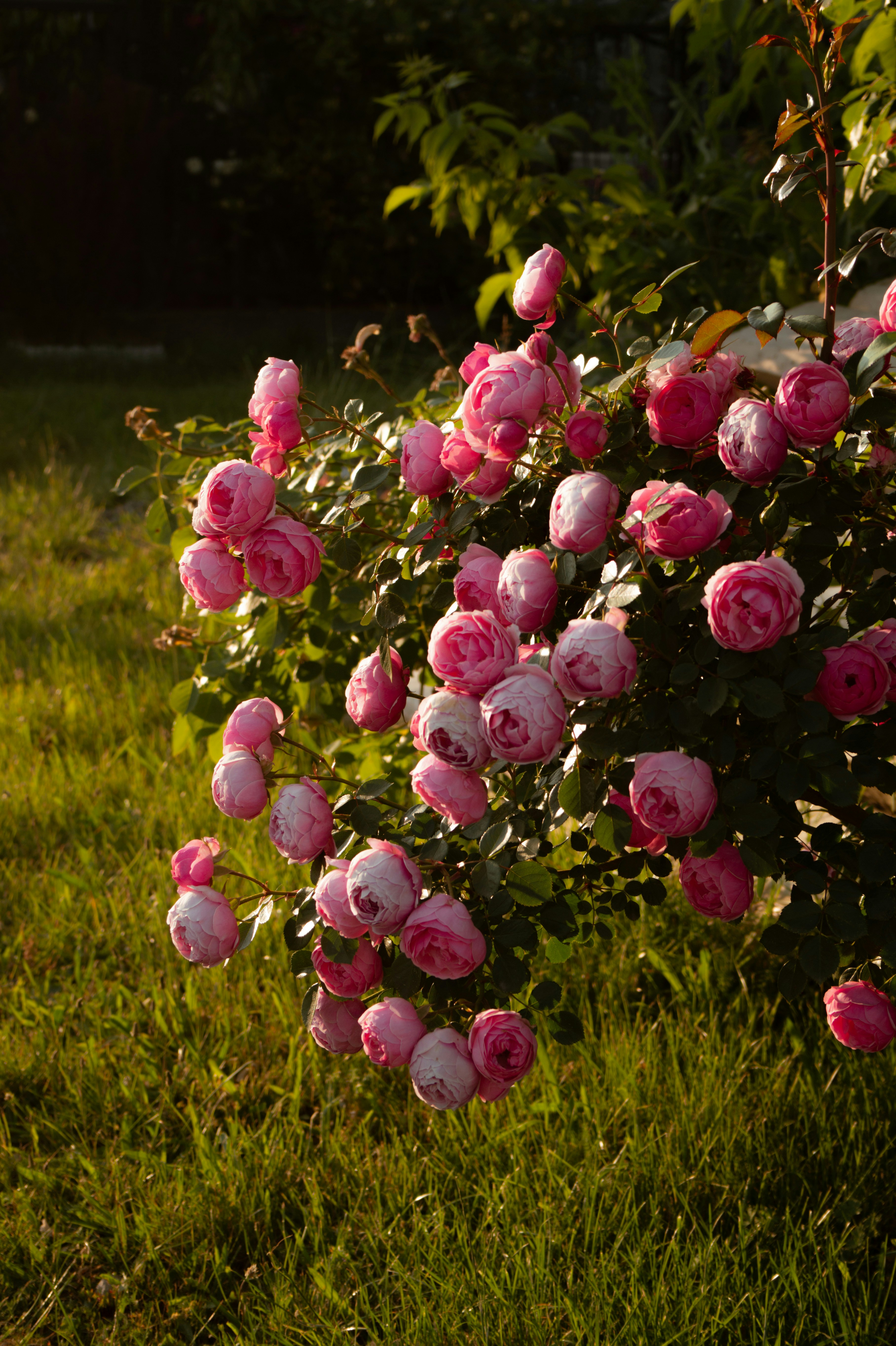 Des roses roses fleurissent dans un jardin ensoleillé.