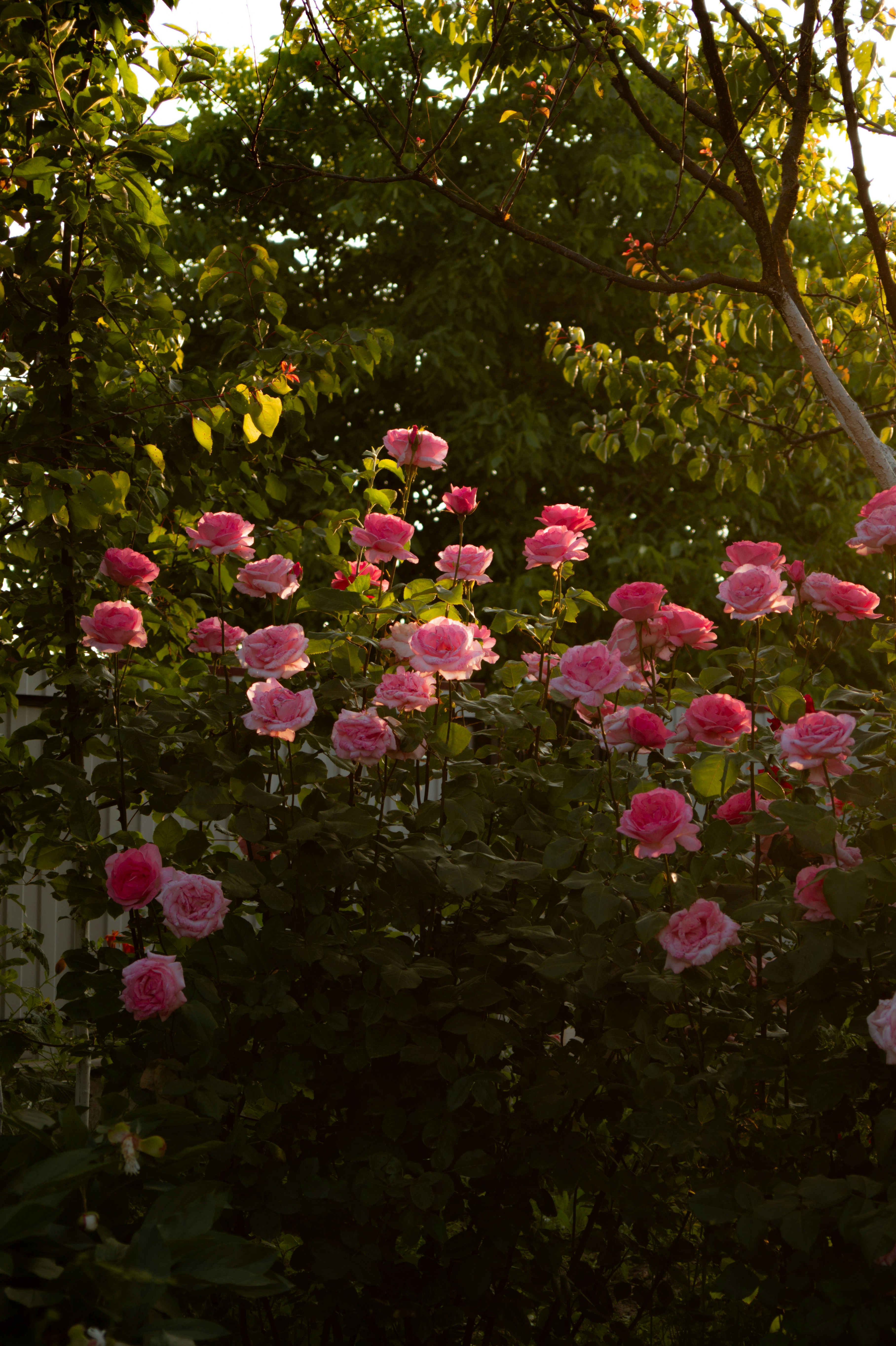 Photo by valentine_ivanova