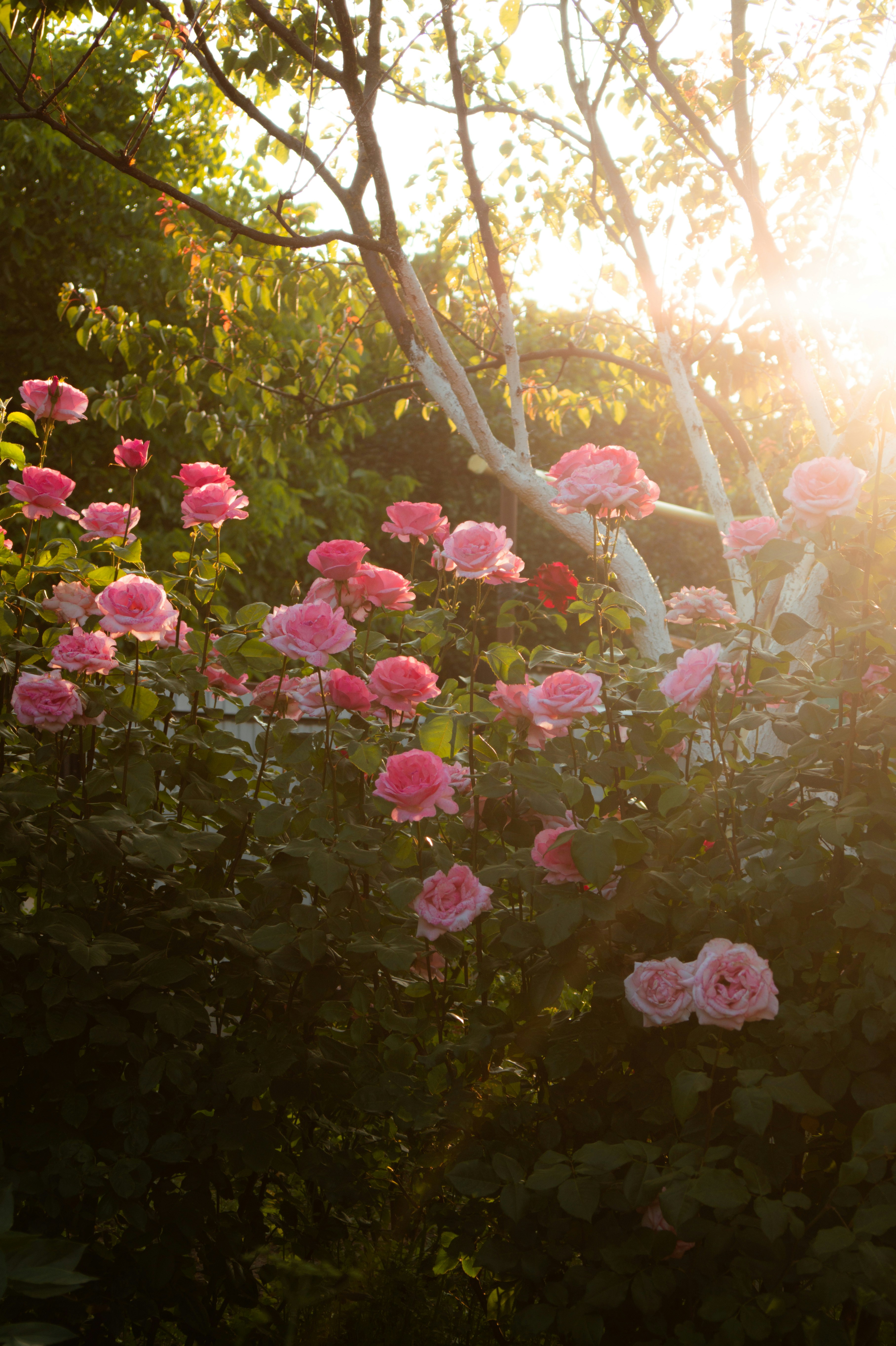 Photo by valentine_ivanova