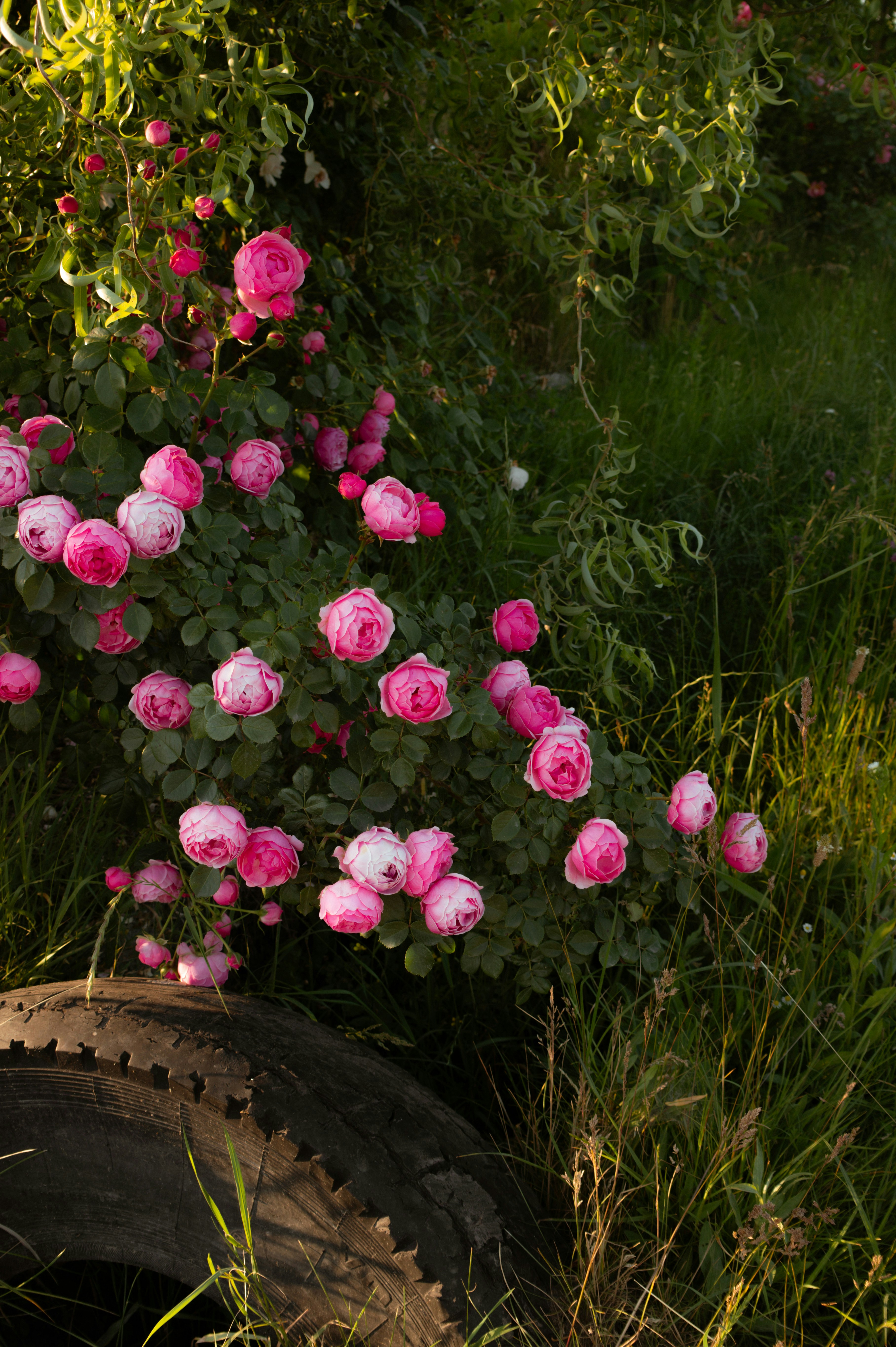 Des roses roses fleurissent à côté d’un vieux pneu.