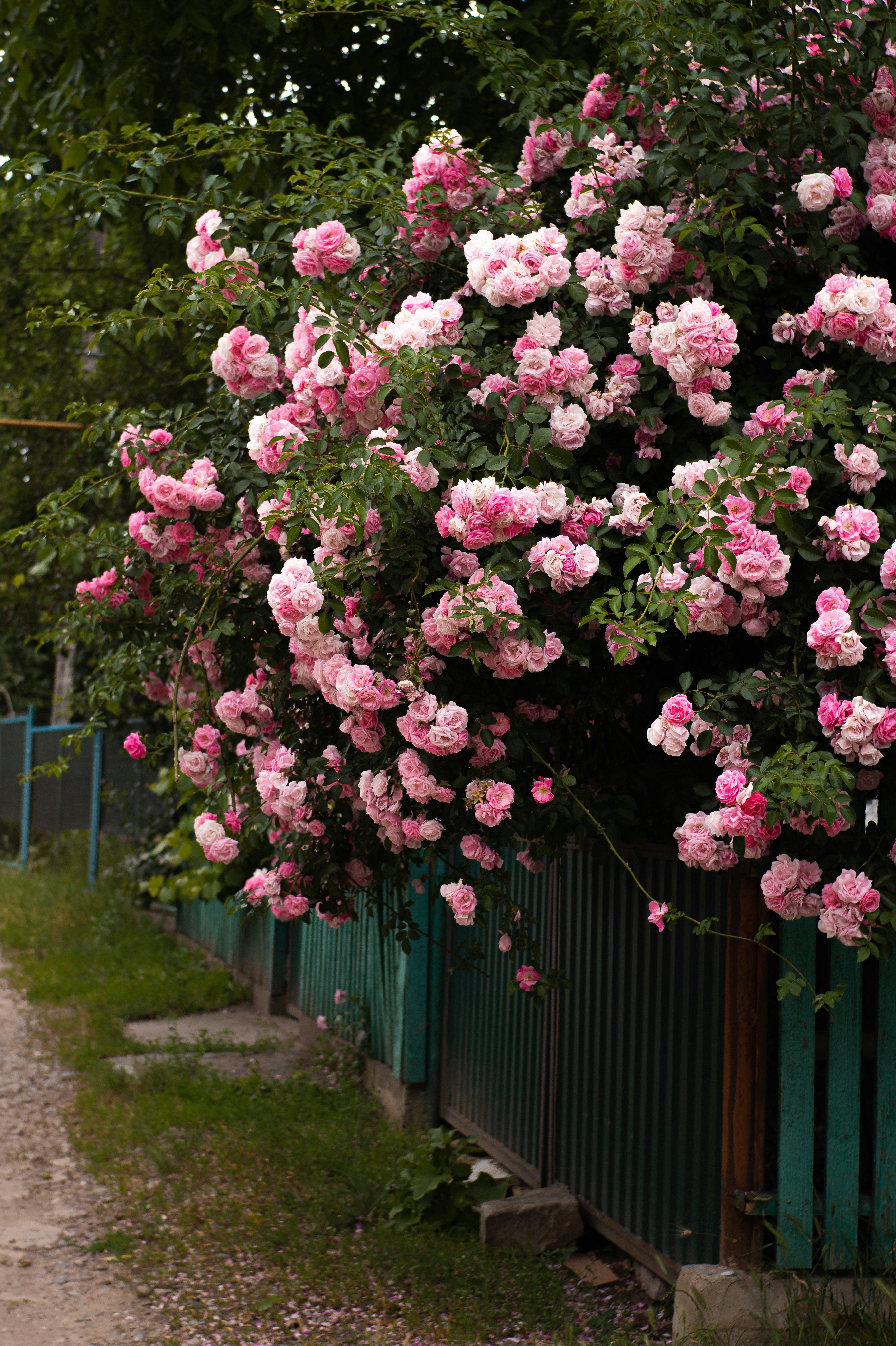 Des roses roses tombent en cascade sur une clôture verte.