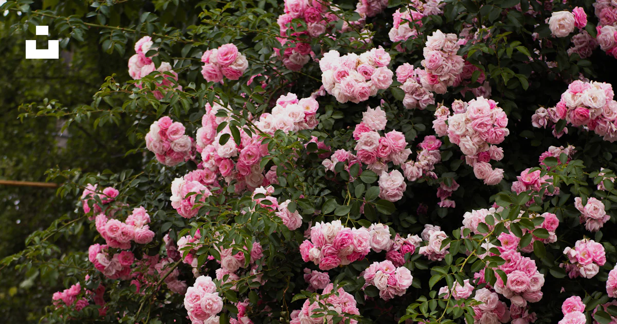 Pink Cascading Roses Pink roses cascade over a green fence. photo – Free Image on Unsplash
